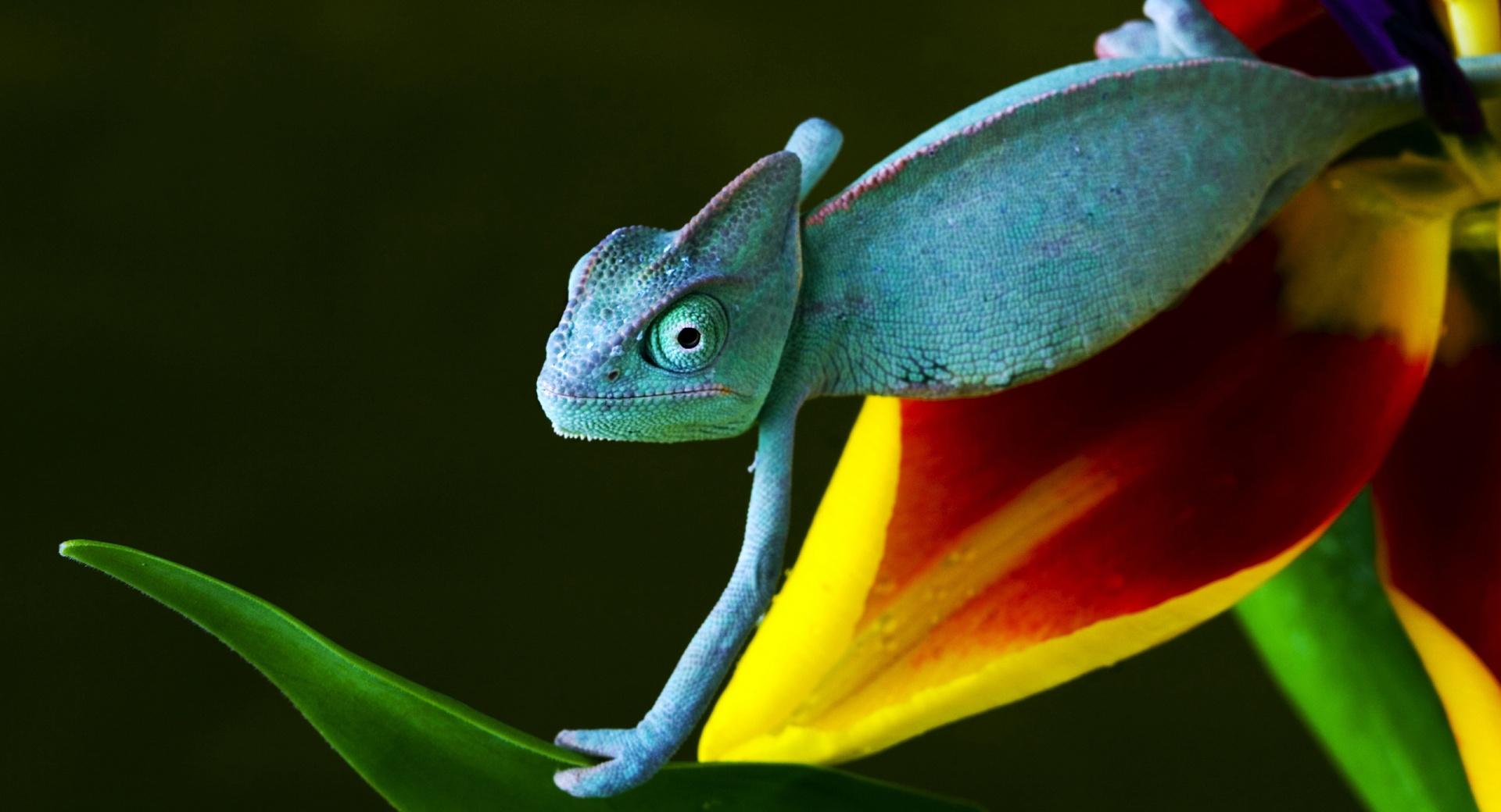 Blue Chameleon wallpapers HD quality