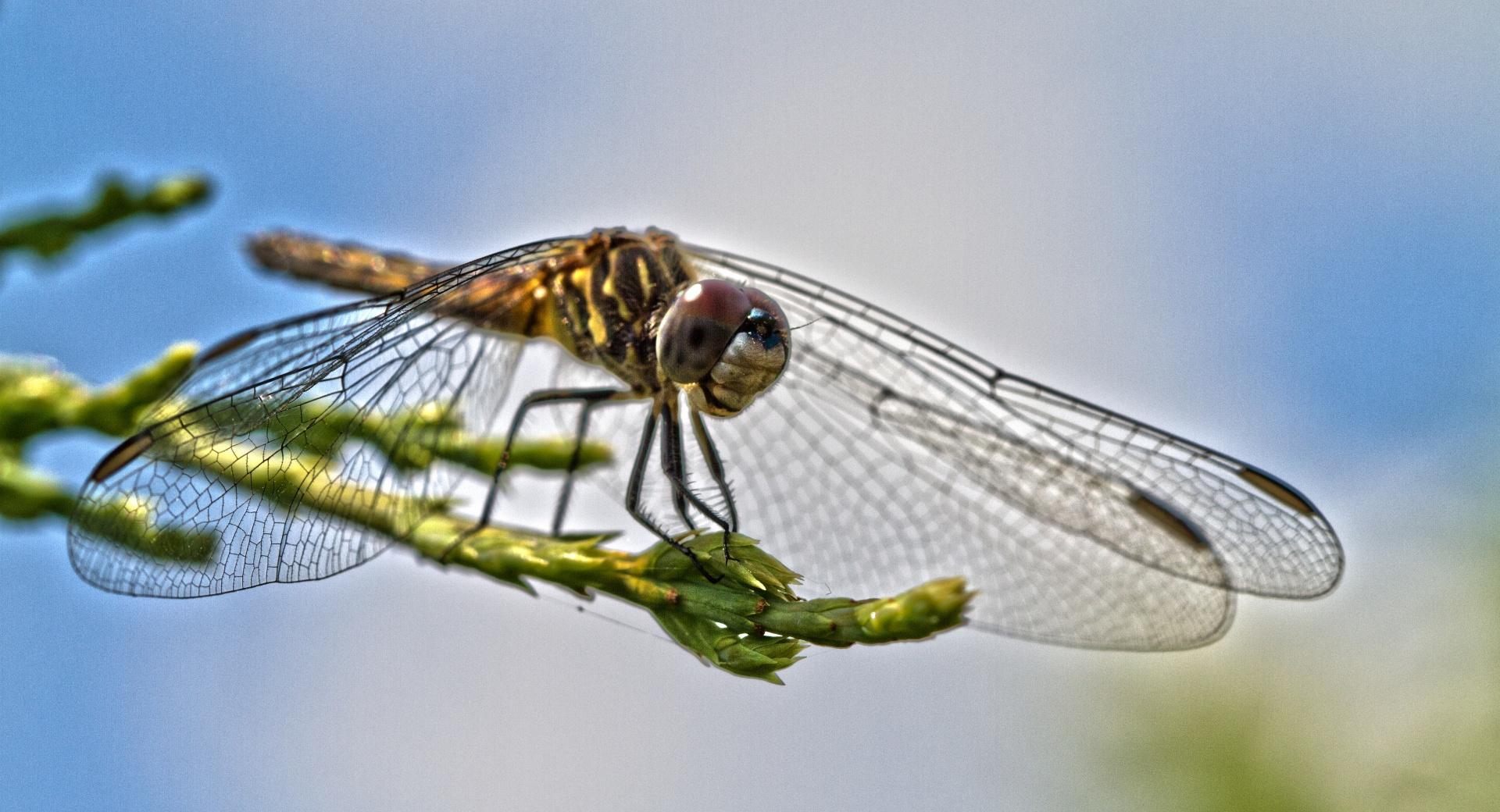 Blue Dasher at 320 x 480 iPhone size wallpapers HD quality