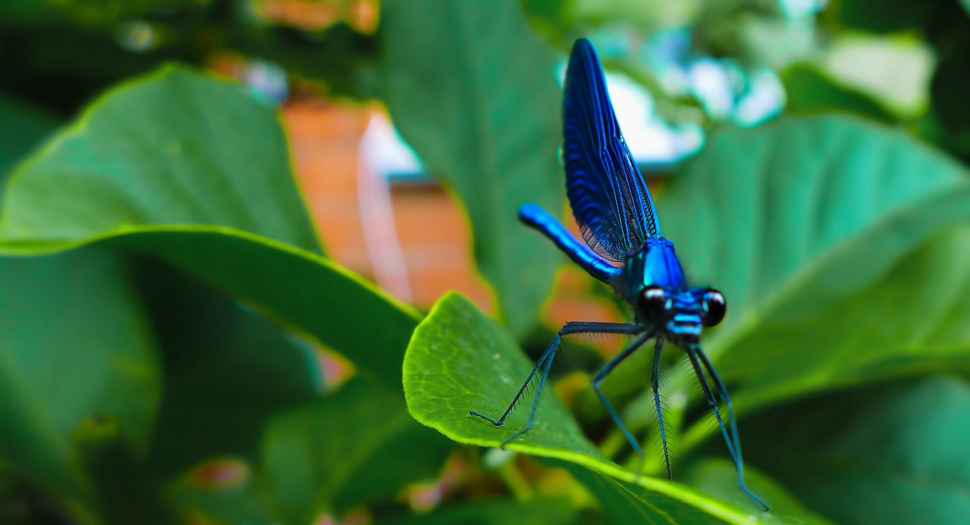 Blue Dragonfly at 1152 x 864 size wallpapers HD quality