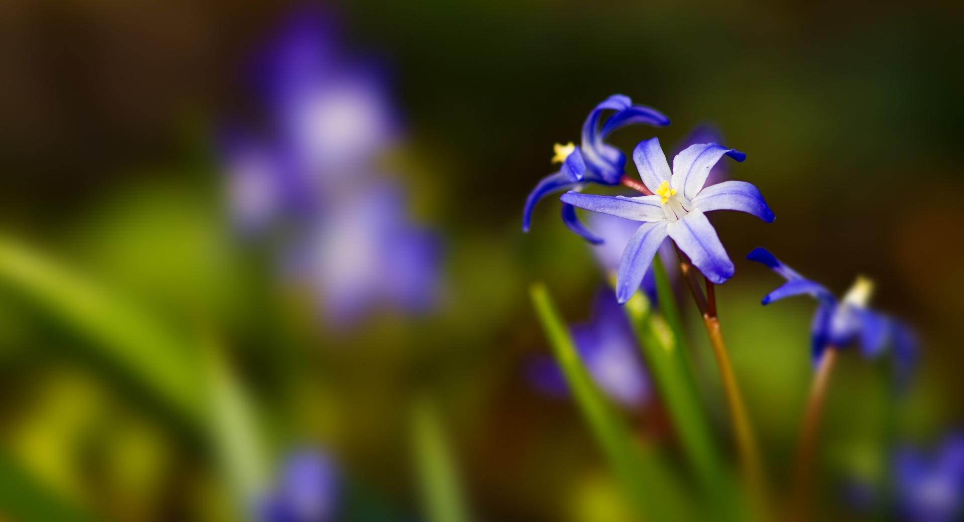 Blue Flower Bokeh at 1024 x 1024 iPad size wallpapers HD quality