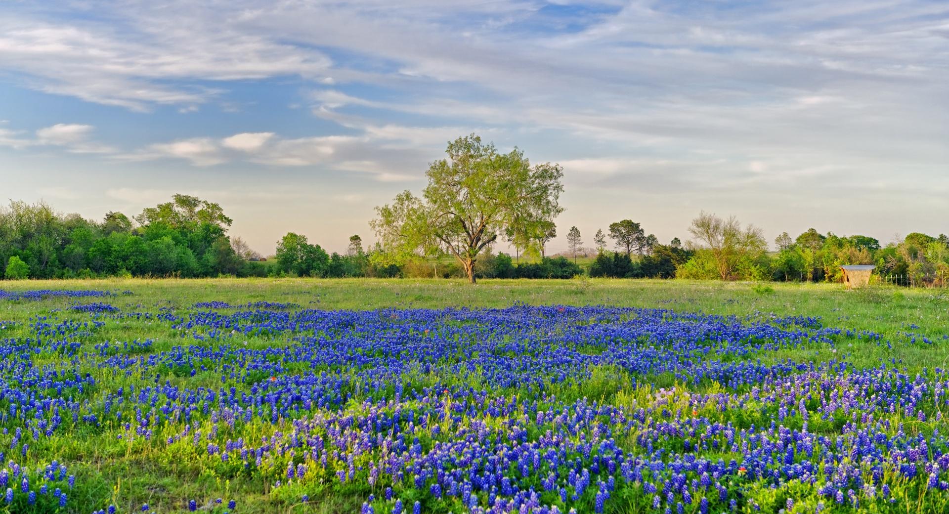 Blue Flowers Field at 1152 x 864 size wallpapers HD quality