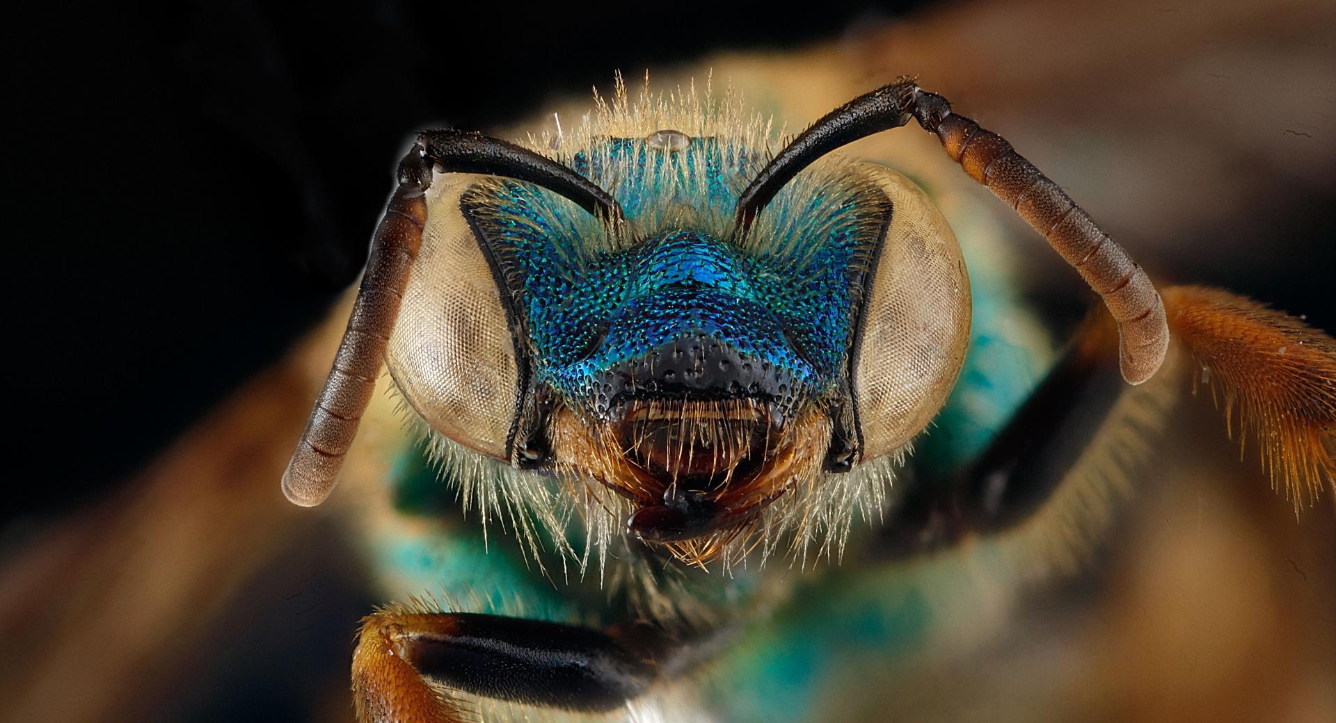 Blue Green Metallic Bee, Agapostemon Splendens at 1600 x 1200 size wallpapers HD quality