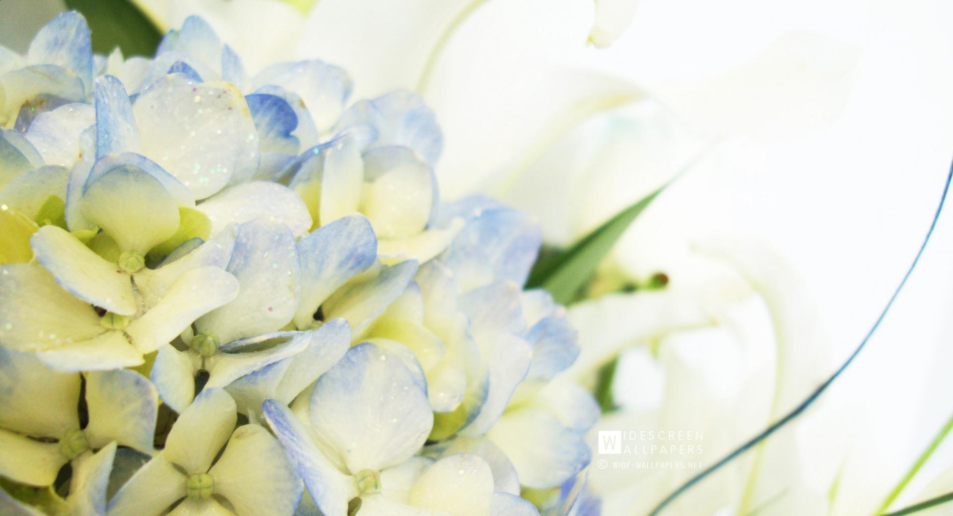 Blue Hydrangea and Lilies at 2048 x 2048 iPad size wallpapers HD quality