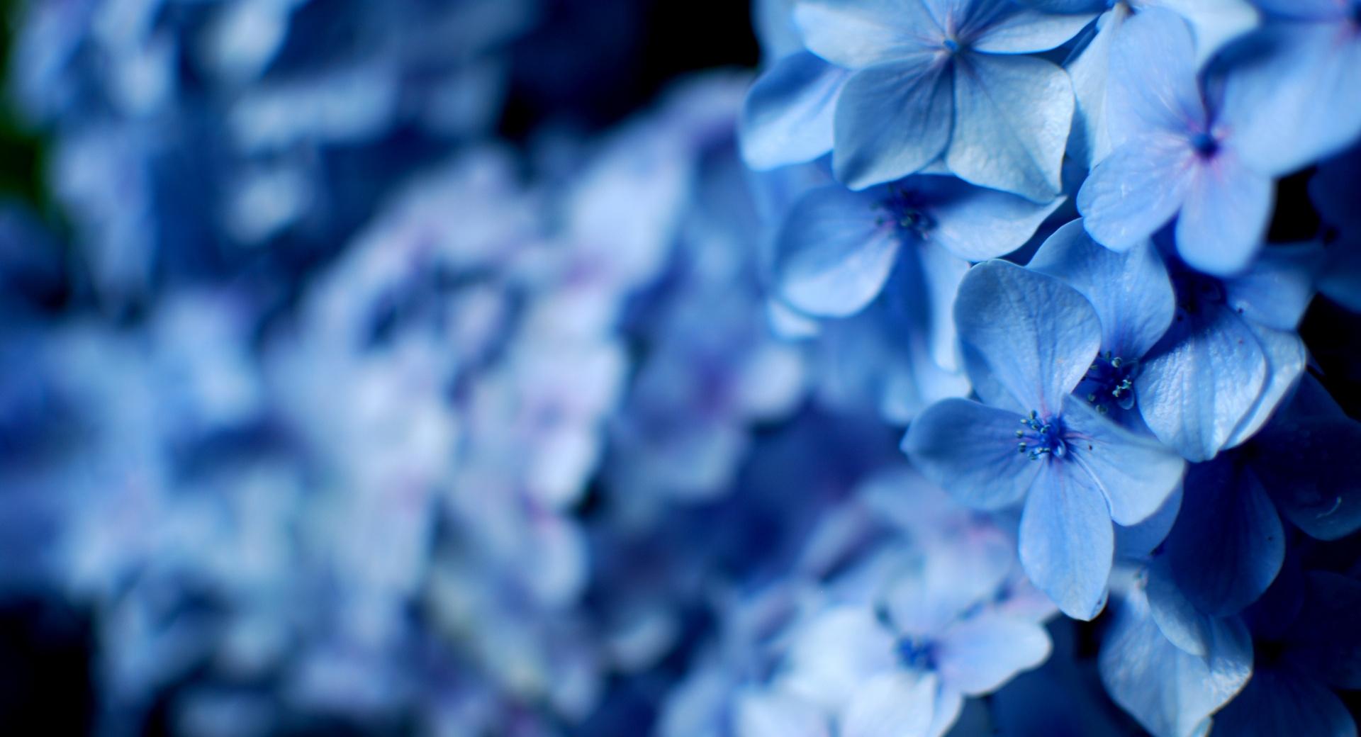Blue Hydrangea Flowers at 1024 x 1024 iPad size wallpapers HD quality