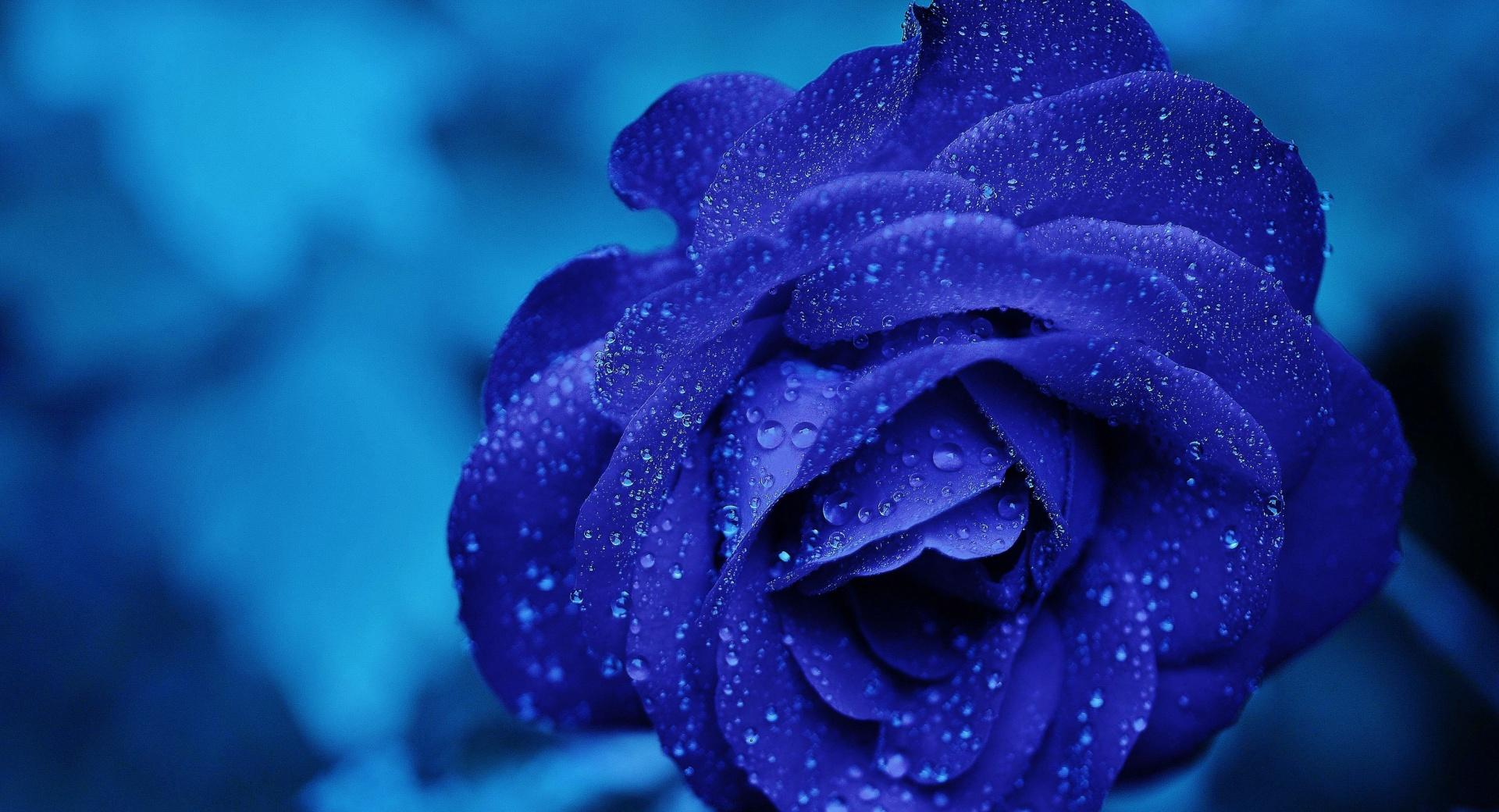 Blue Rose Macro at 640 x 960 iPhone 4 size wallpapers HD quality