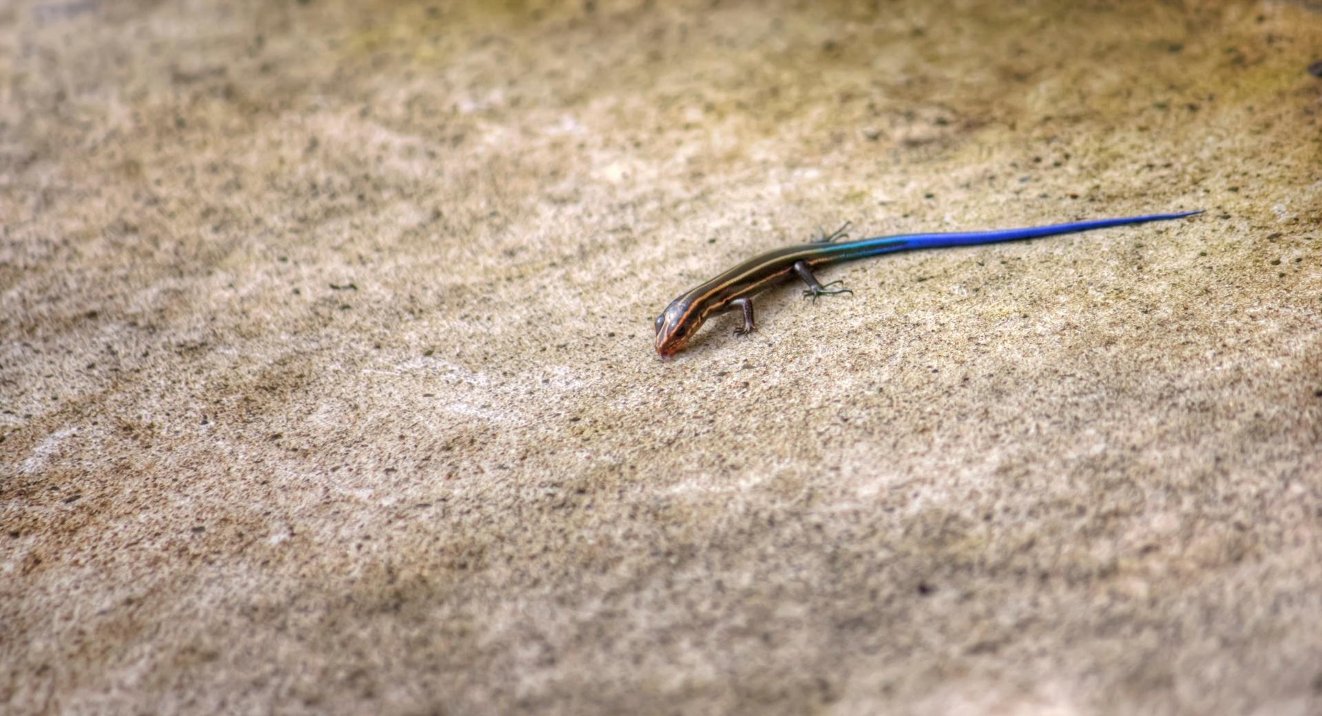 Blue Tailed Skink Lizard at 640 x 960 iPhone 4 size wallpapers HD quality