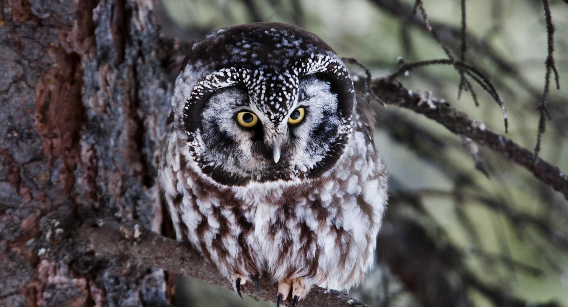 Boreal Owl at 1024 x 768 size wallpapers HD quality
