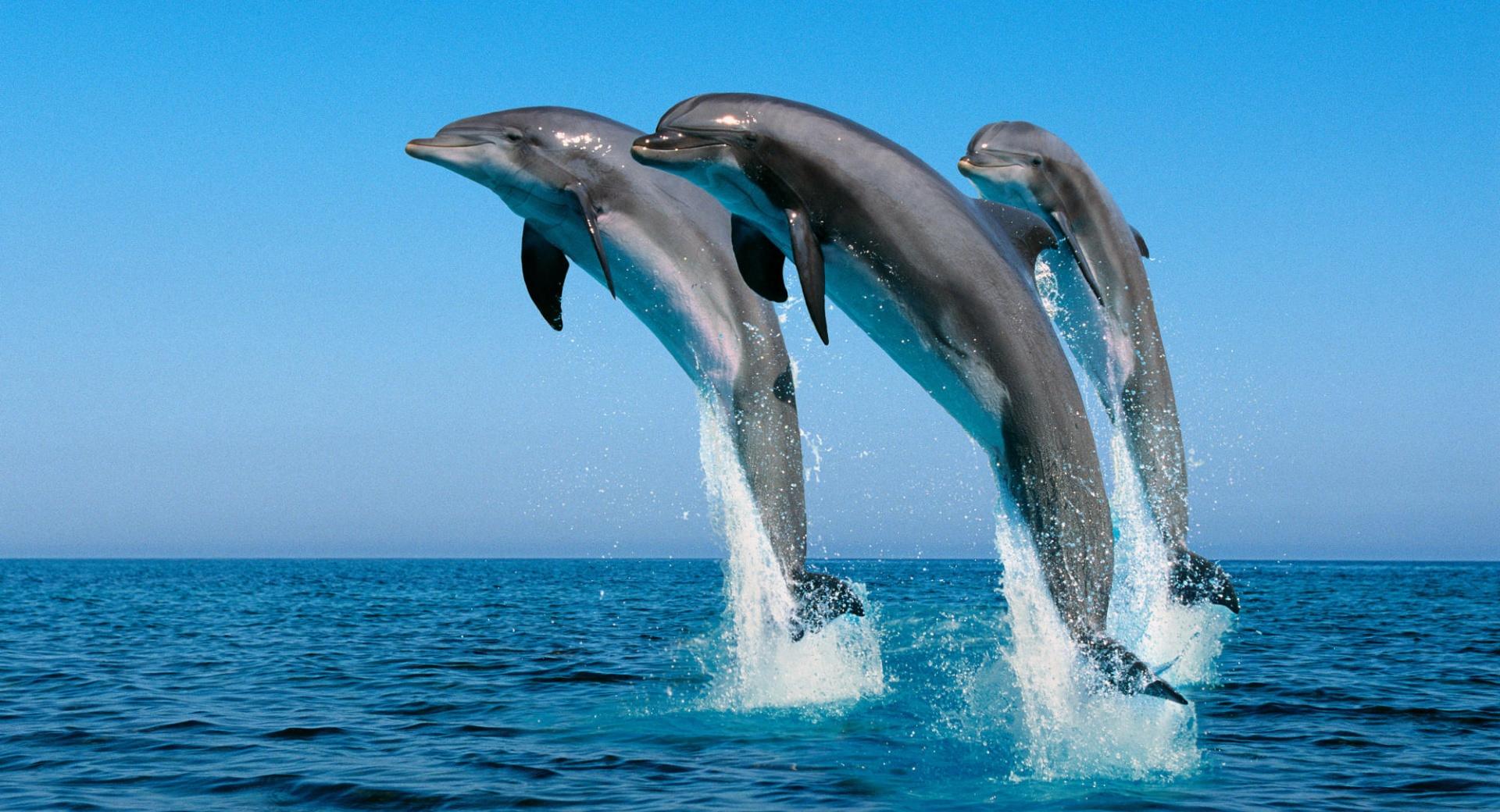 Bottlenose Dolphins Tursiops Truncatus at 1152 x 864 size wallpapers HD quality