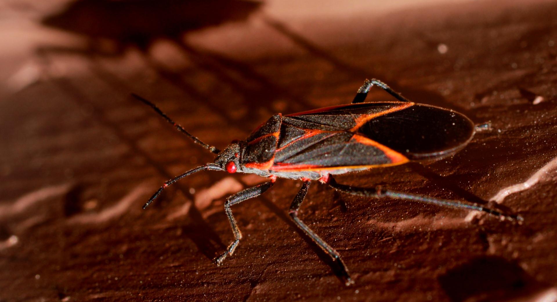 Boxelder Bug at 1024 x 1024 iPad size wallpapers HD quality