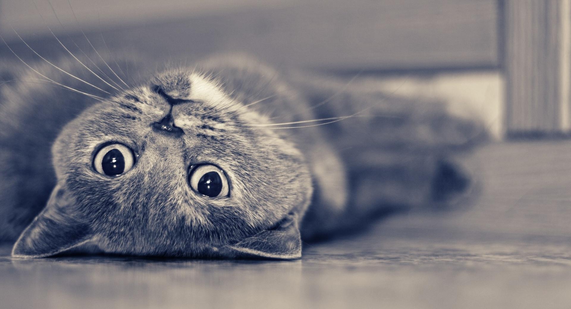 British Shorthair Lazy at 1600 x 1200 size wallpapers HD quality