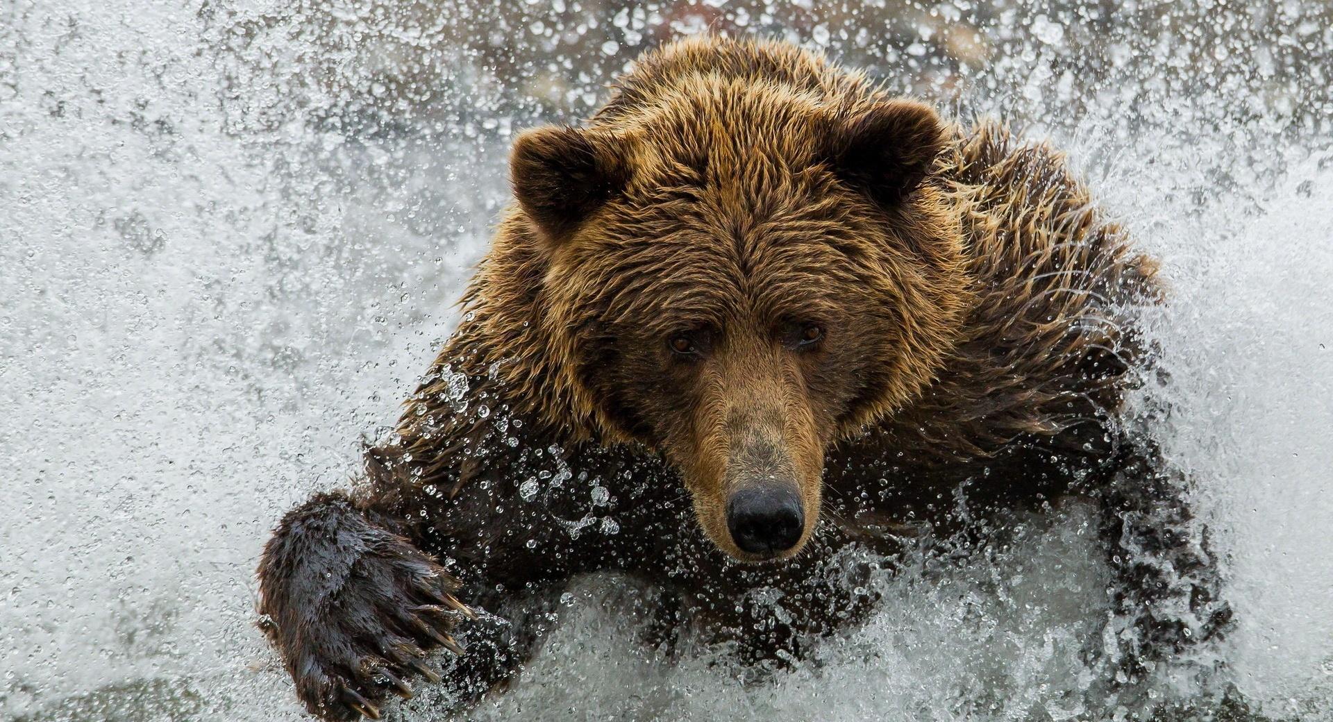 Brown Bear In The River at 1600 x 1200 size wallpapers HD quality