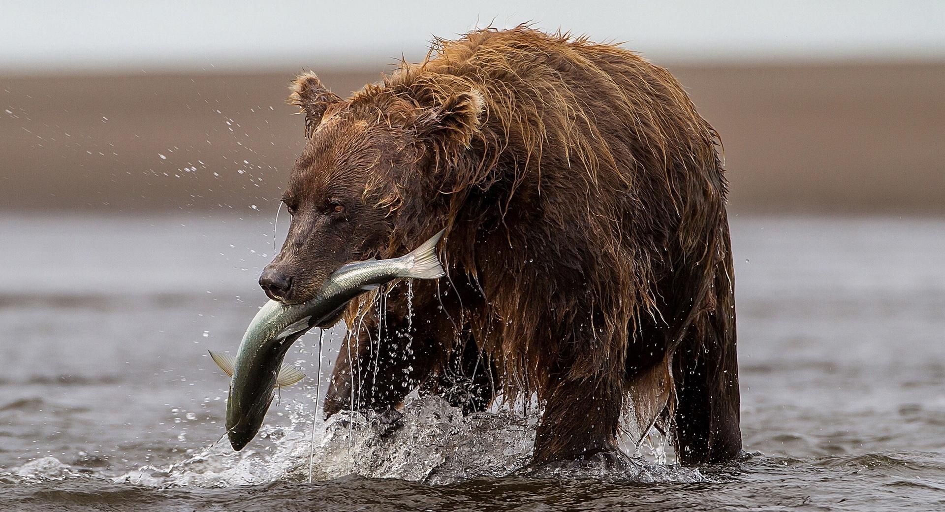 Brown Bear With Fish at 1600 x 1200 size wallpapers HD quality