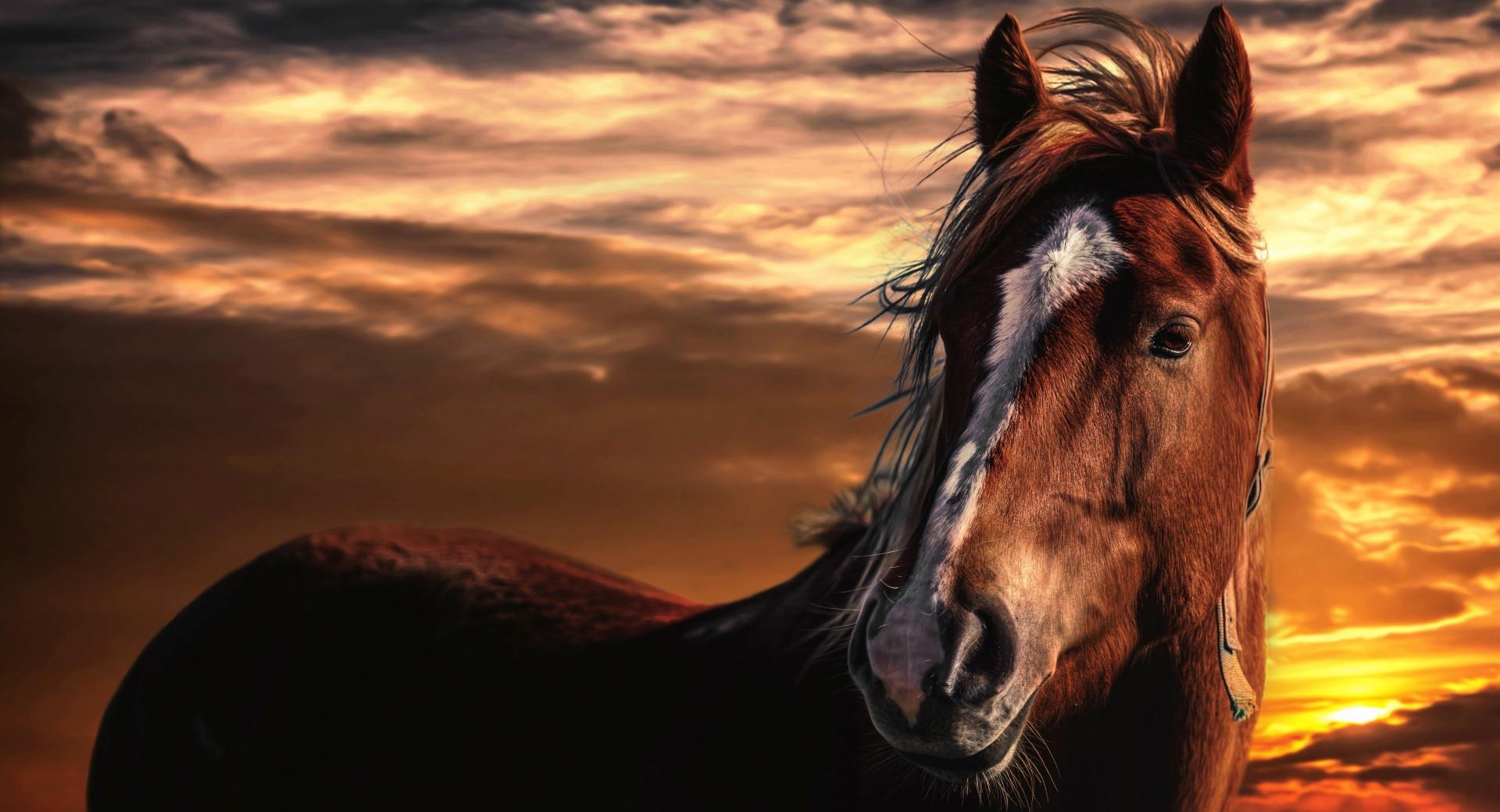 Brown Horse with White Stripe on Face at 2048 x 2048 iPad size wallpapers HD quality