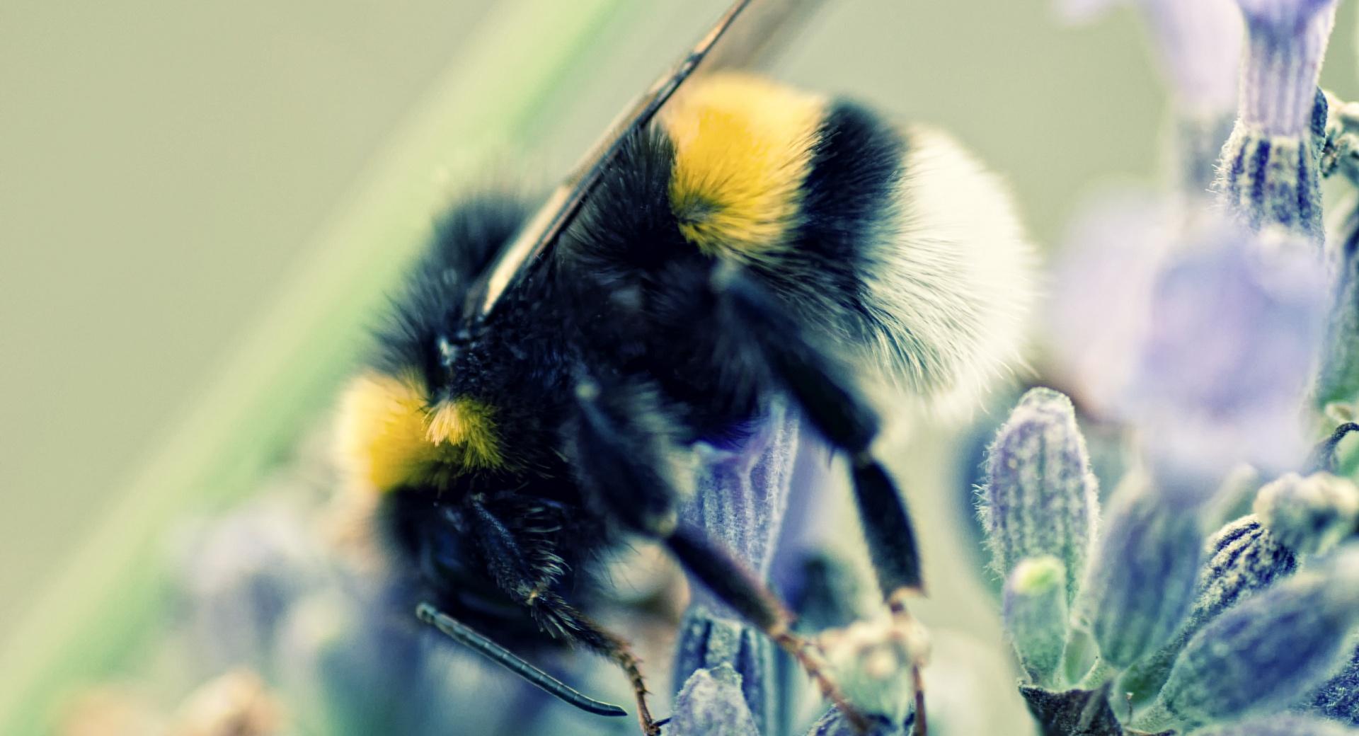 Bumblebee and Lavender at 1152 x 864 size wallpapers HD quality