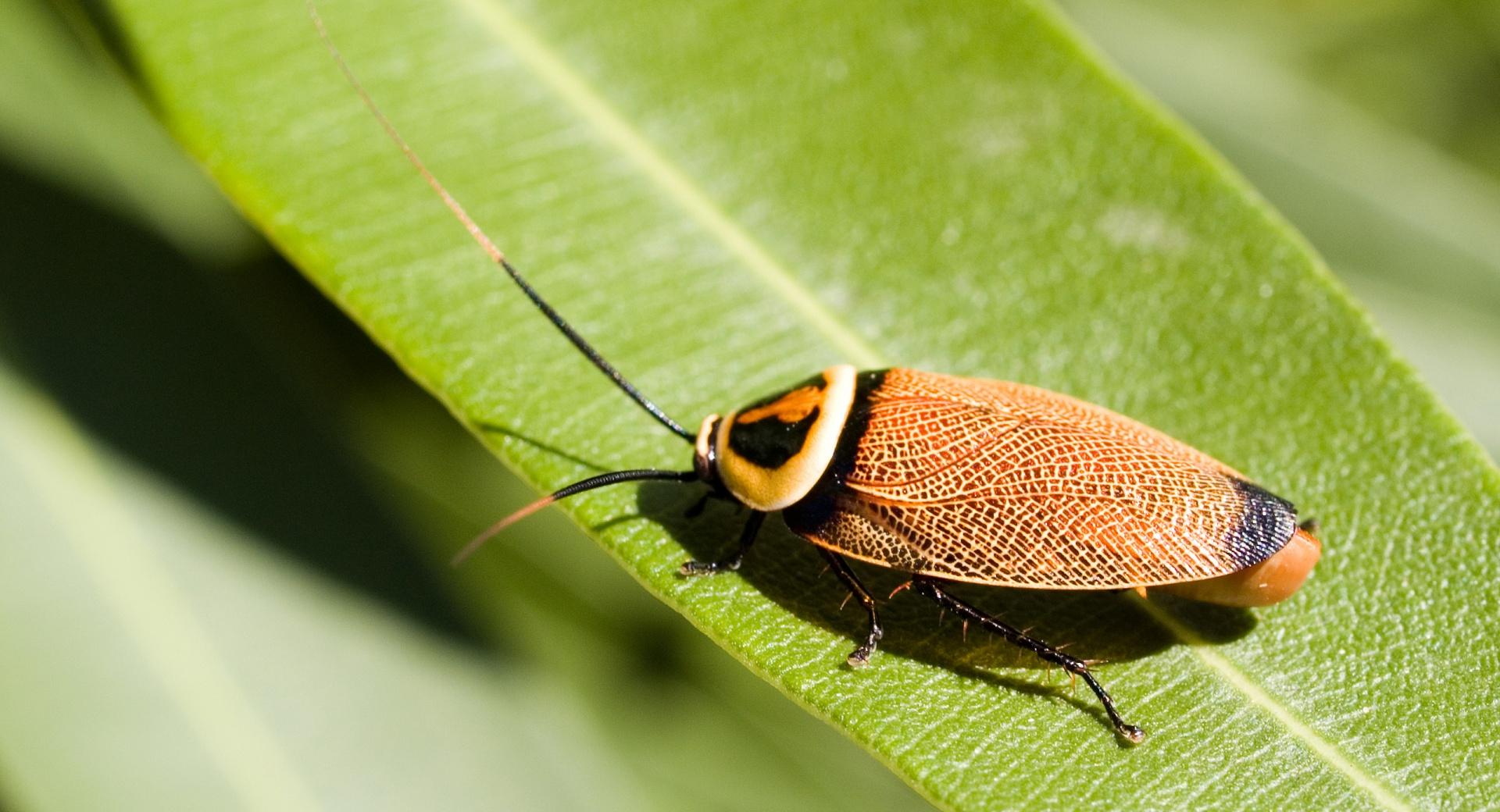 Bush Cockroach wallpapers HD quality