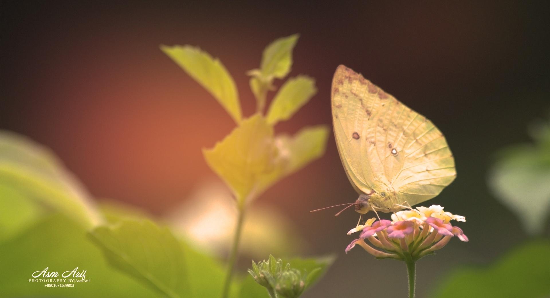 Butterfly-Yellow at 1152 x 864 size wallpapers HD quality