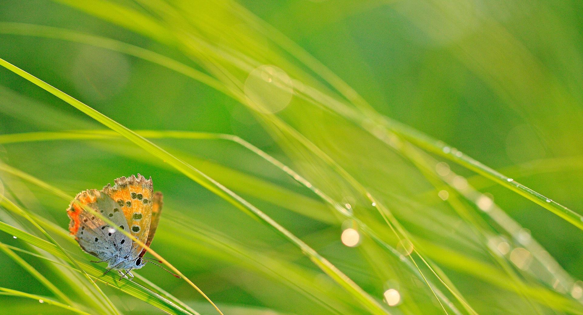 Butterfly And Green Grass at 1152 x 864 size wallpapers HD quality