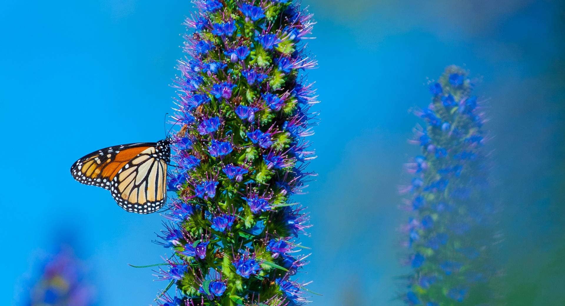 Butterfly California wallpapers HD quality