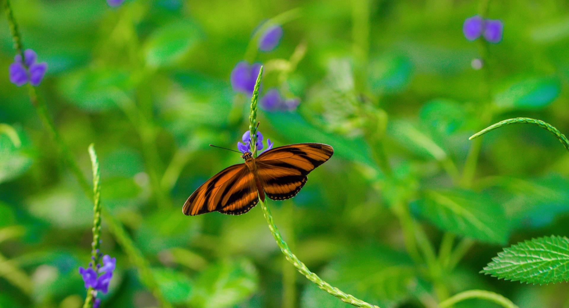 Butterfly on a Purple Flower at 1152 x 864 size wallpapers HD quality