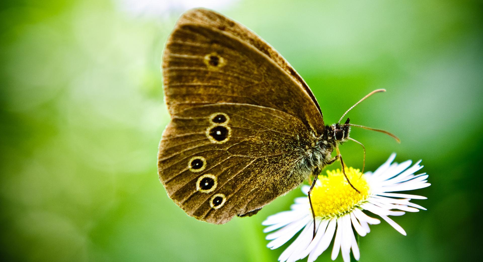 Butterfly On A Wild Daisy at 320 x 480 iPhone size wallpapers HD quality