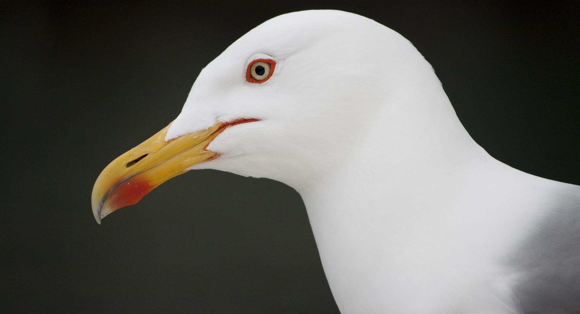 Camogli Seagull at 320 x 480 iPhone size wallpapers HD quality