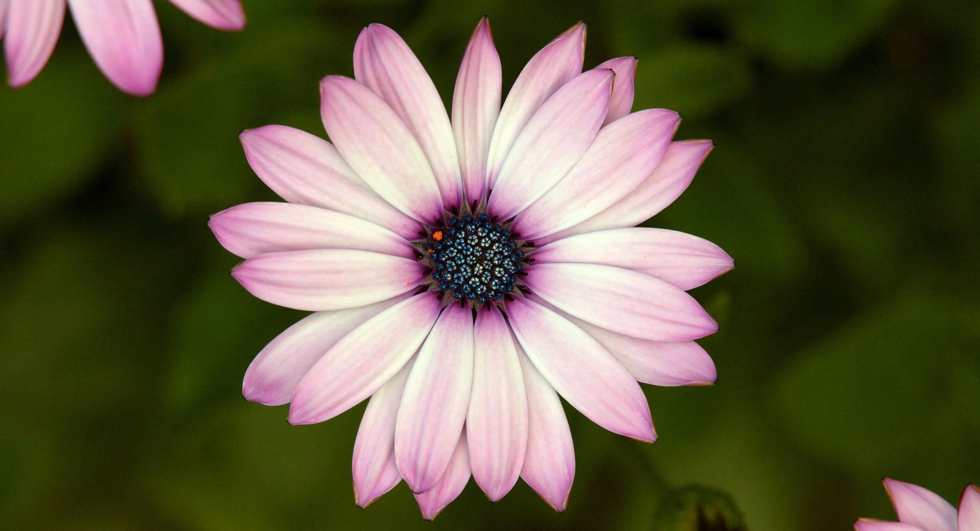 Cape Daisy at 640 x 1136 iPhone 5 size wallpapers HD quality
