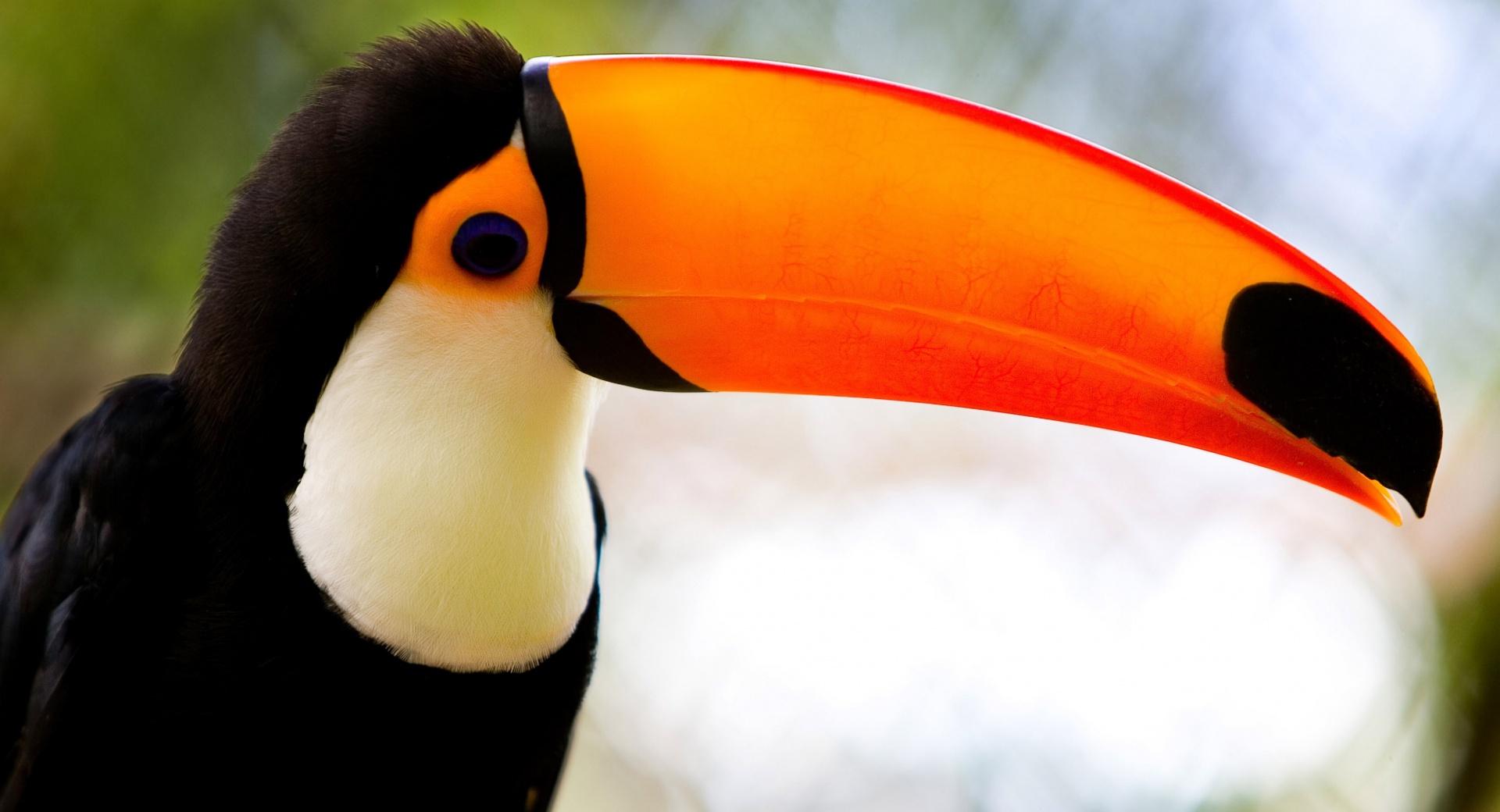 Caribbean Toucan wallpapers HD quality