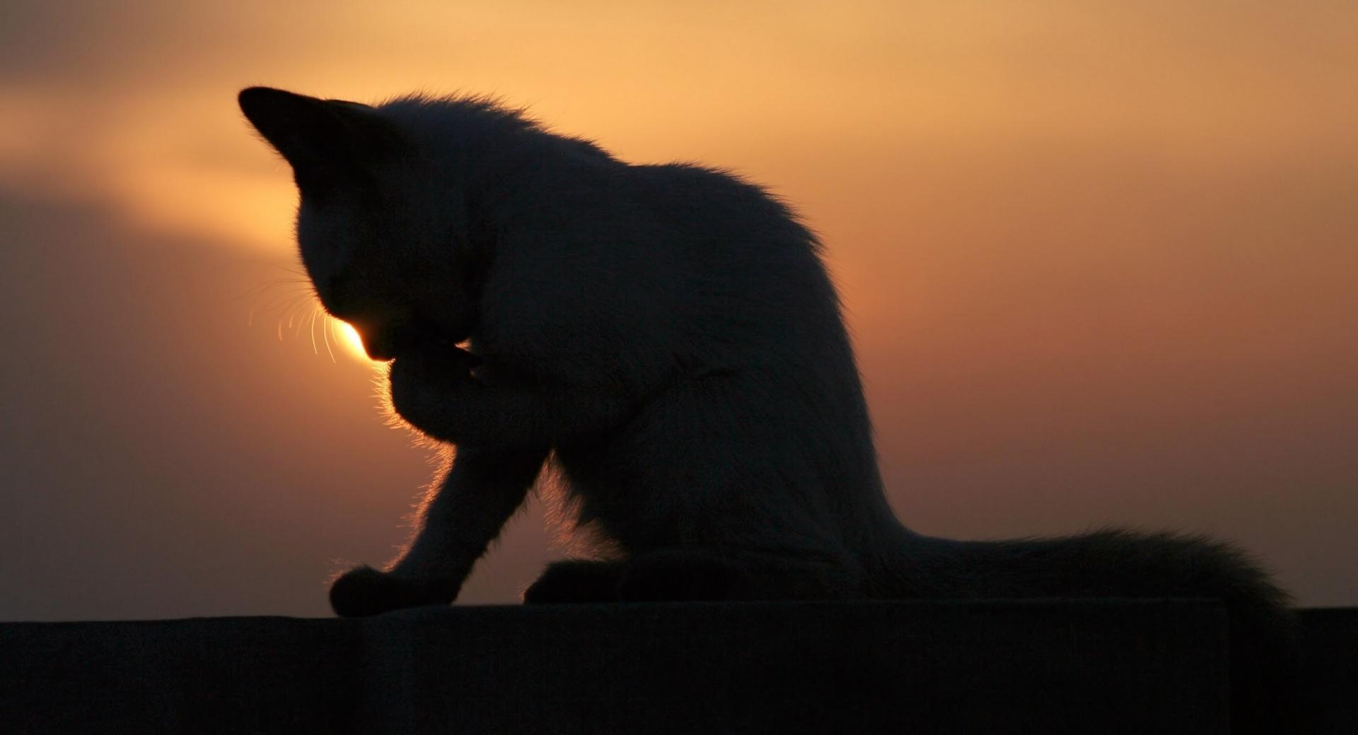 Cat In The Sunset at 750 x 1334 iPhone 6 size wallpapers HD quality