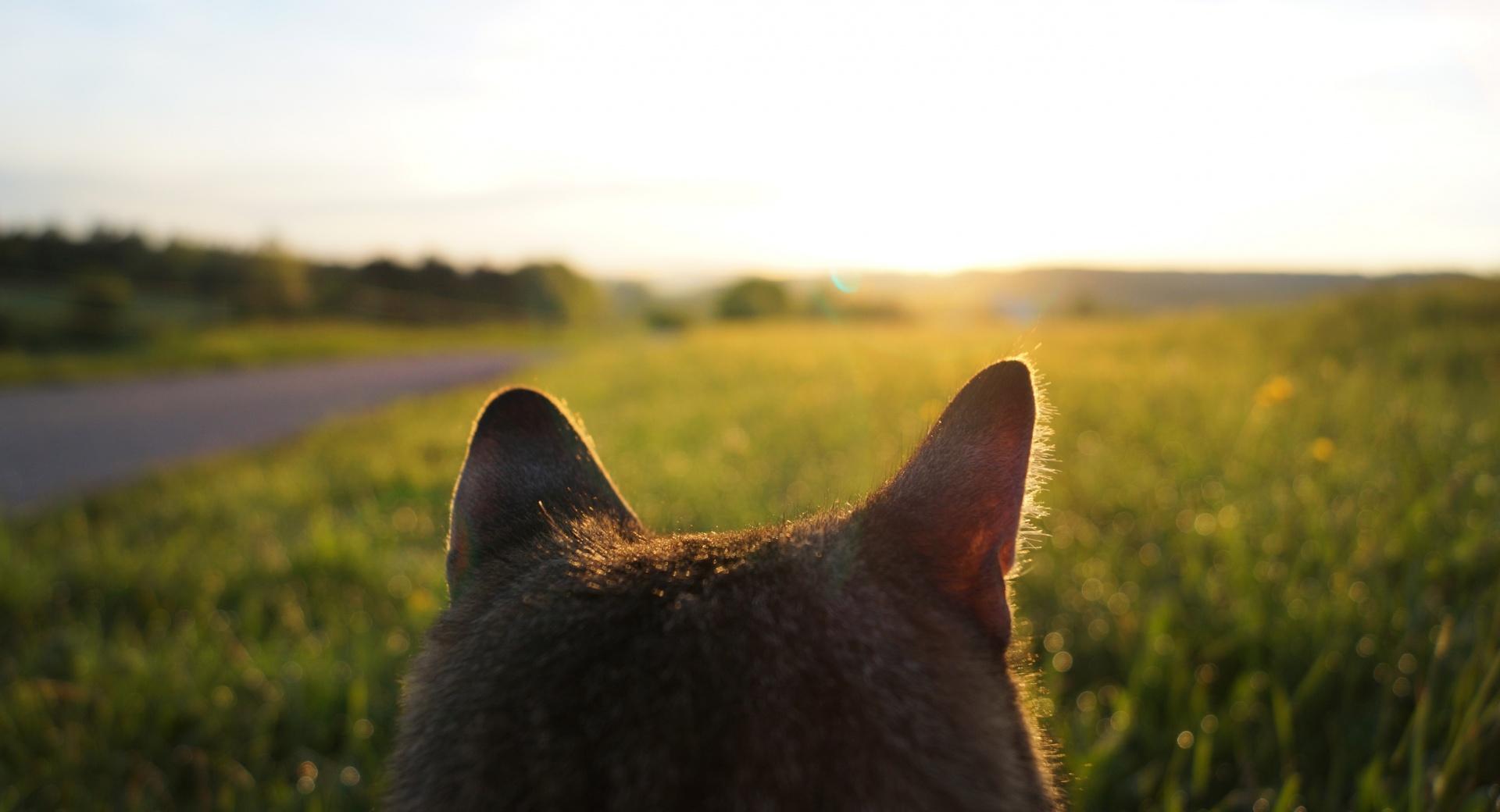 Cat Looking at Sunrise at 750 x 1334 iPhone 6 size wallpapers HD quality