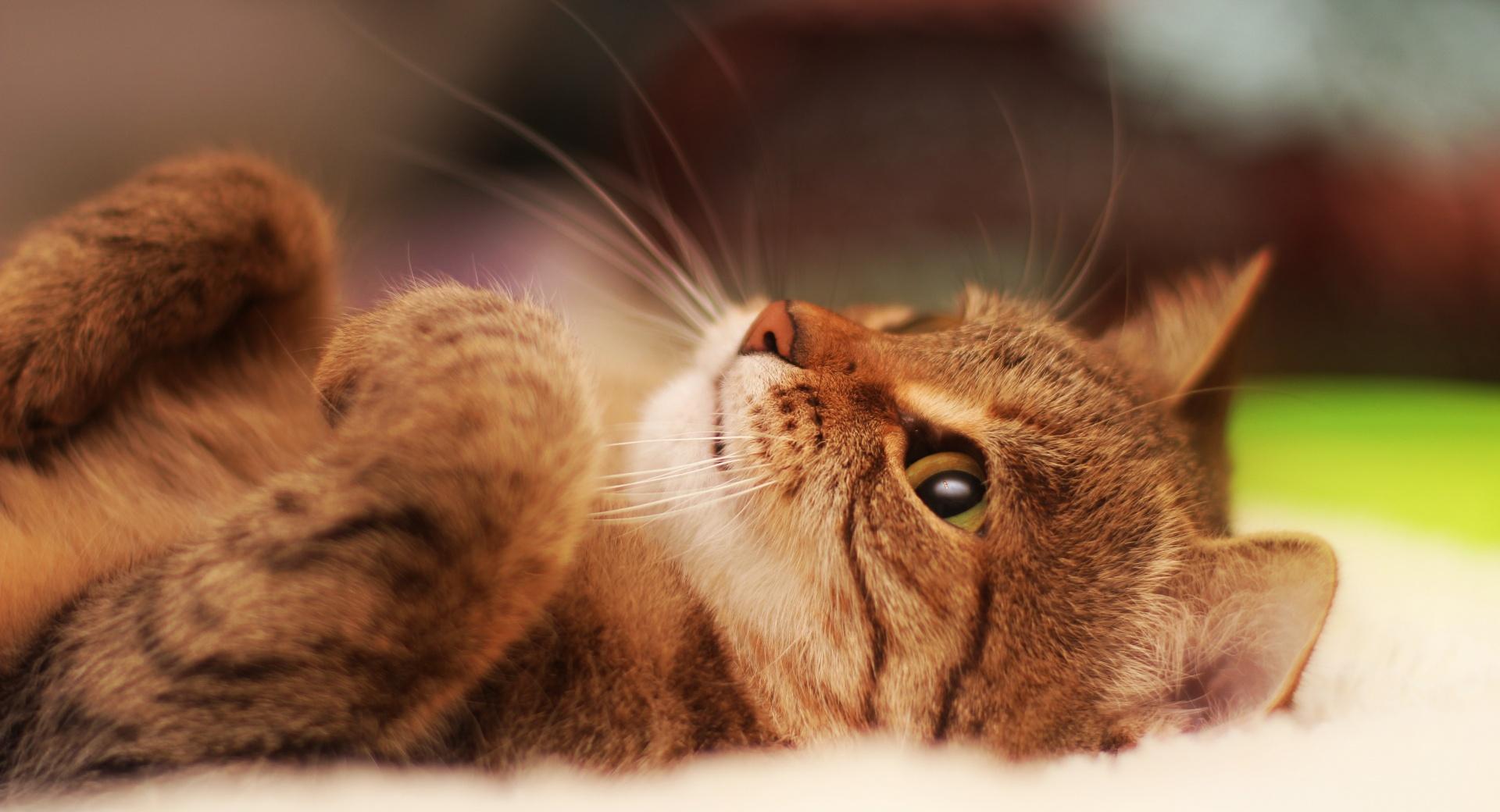 Cat Lying On Back at 1152 x 864 size wallpapers HD quality