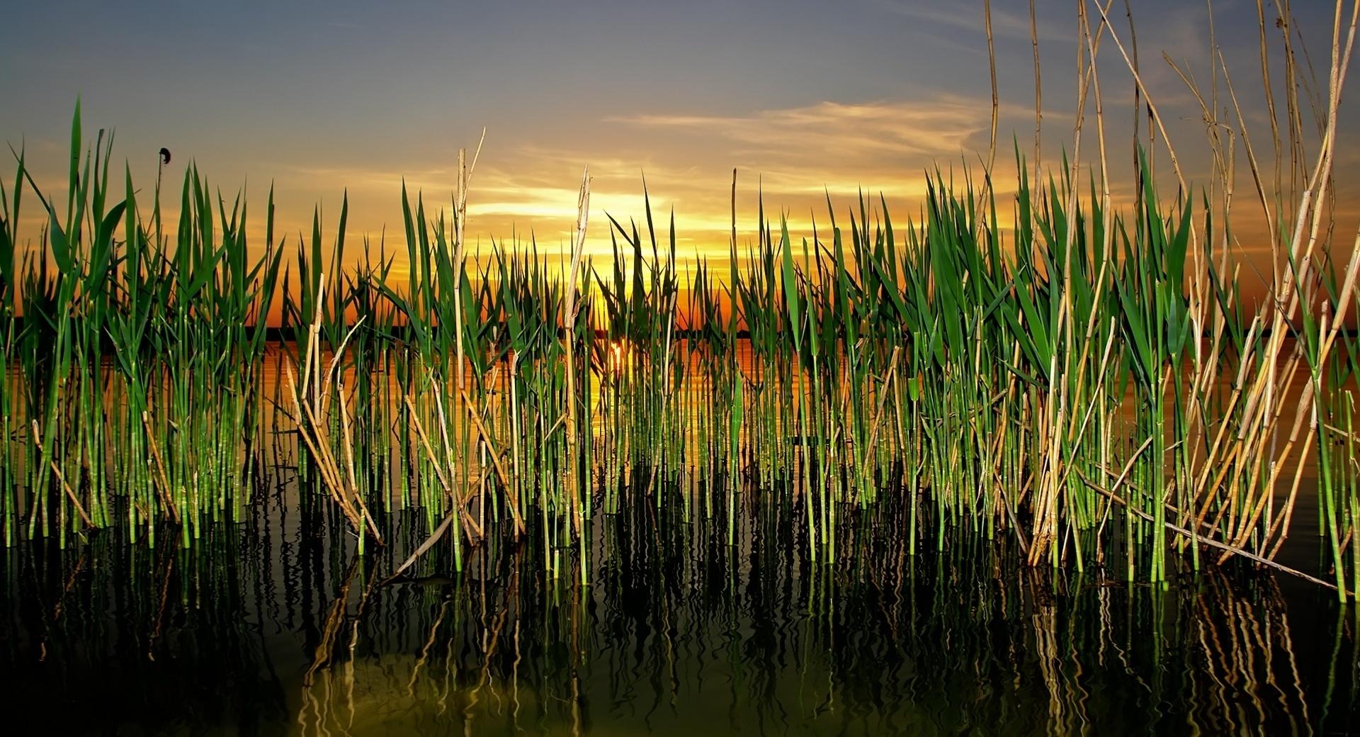 Cattails In Pond at 1280 x 960 size wallpapers HD quality