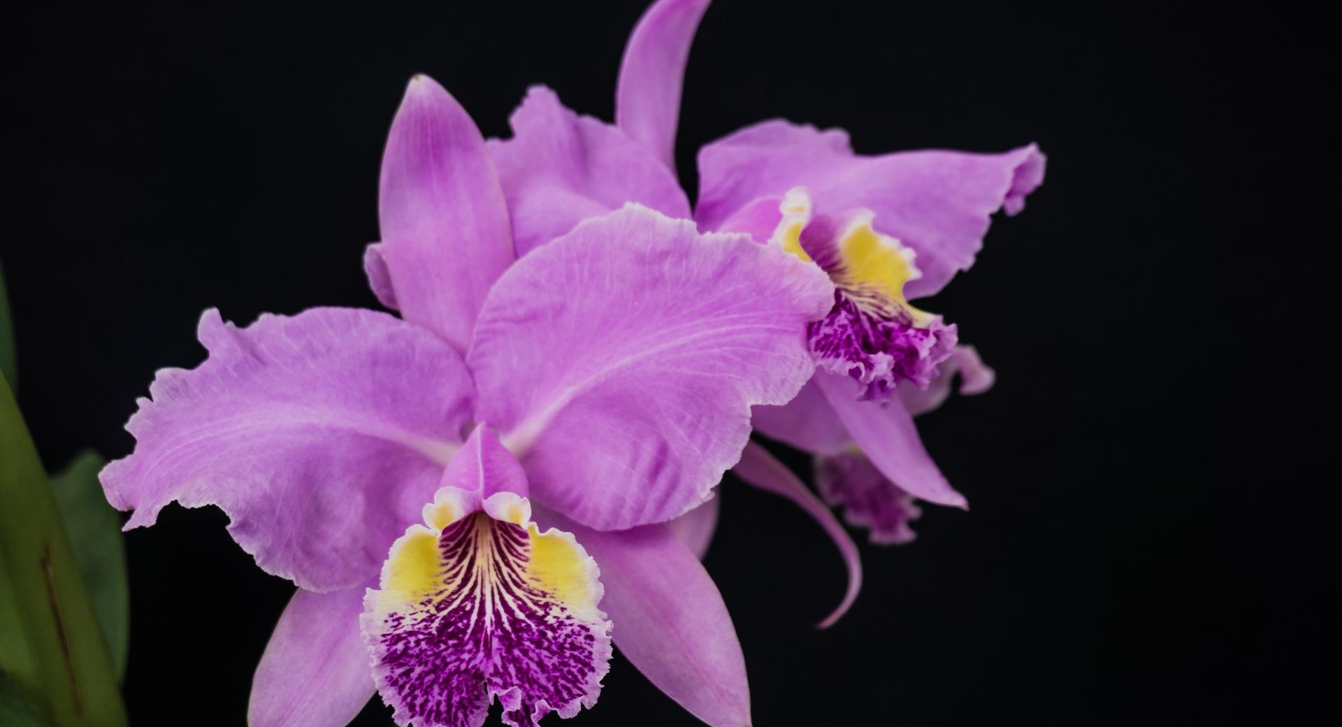 Cattleya Lueddemanniana Orchids Flowers wallpapers HD quality