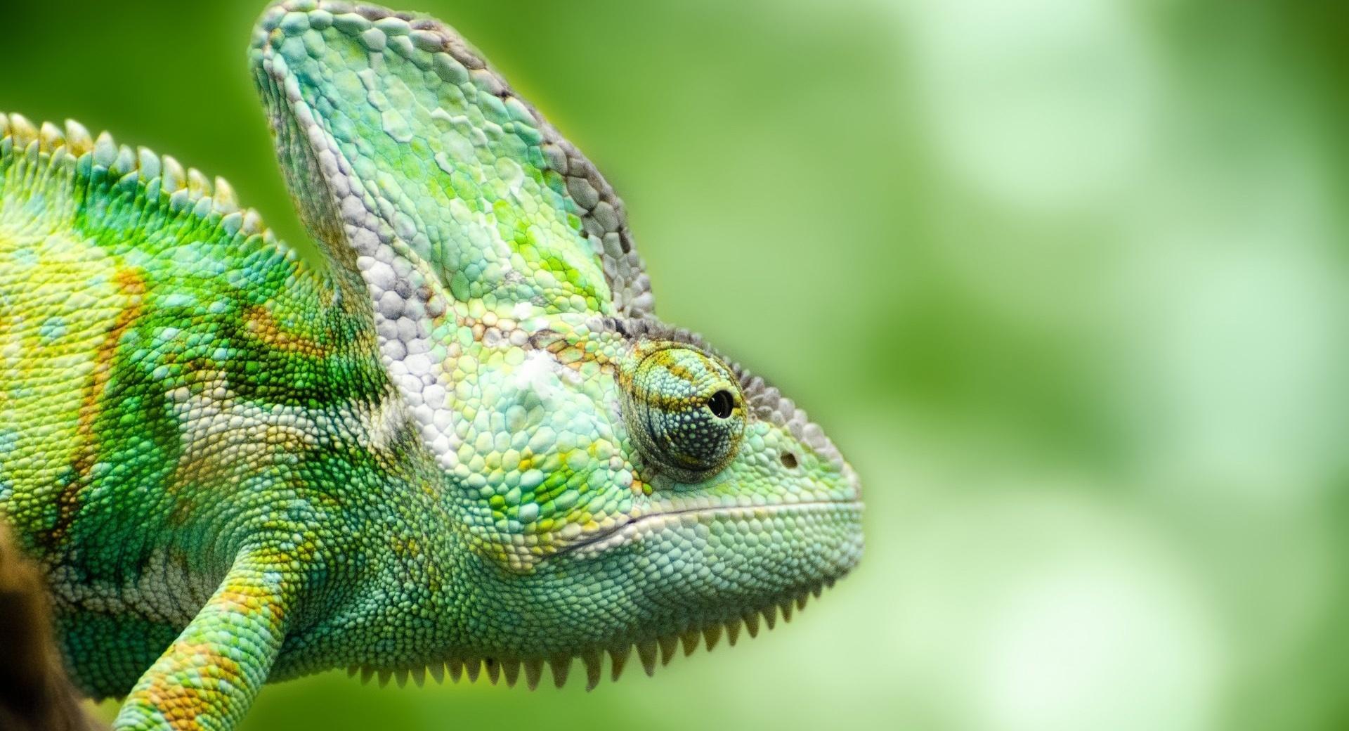 Chameleon Forest Lizard at 1024 x 768 size wallpapers HD quality