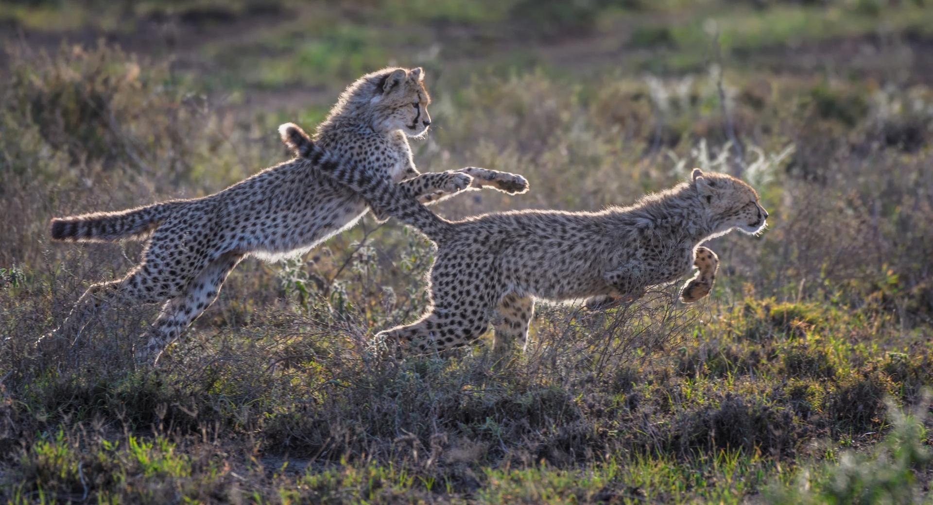 Cheetah Cubs Running at 2048 x 2048 iPad size wallpapers HD quality