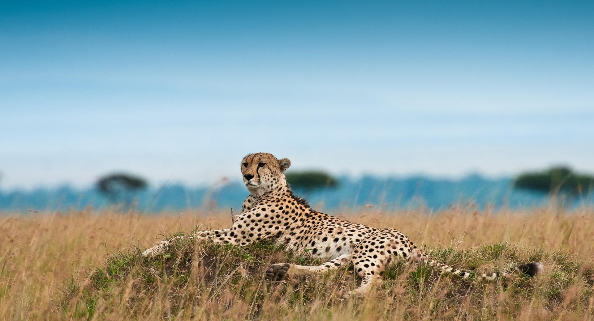 Cheetah Lying Down at 1024 x 768 size wallpapers HD quality