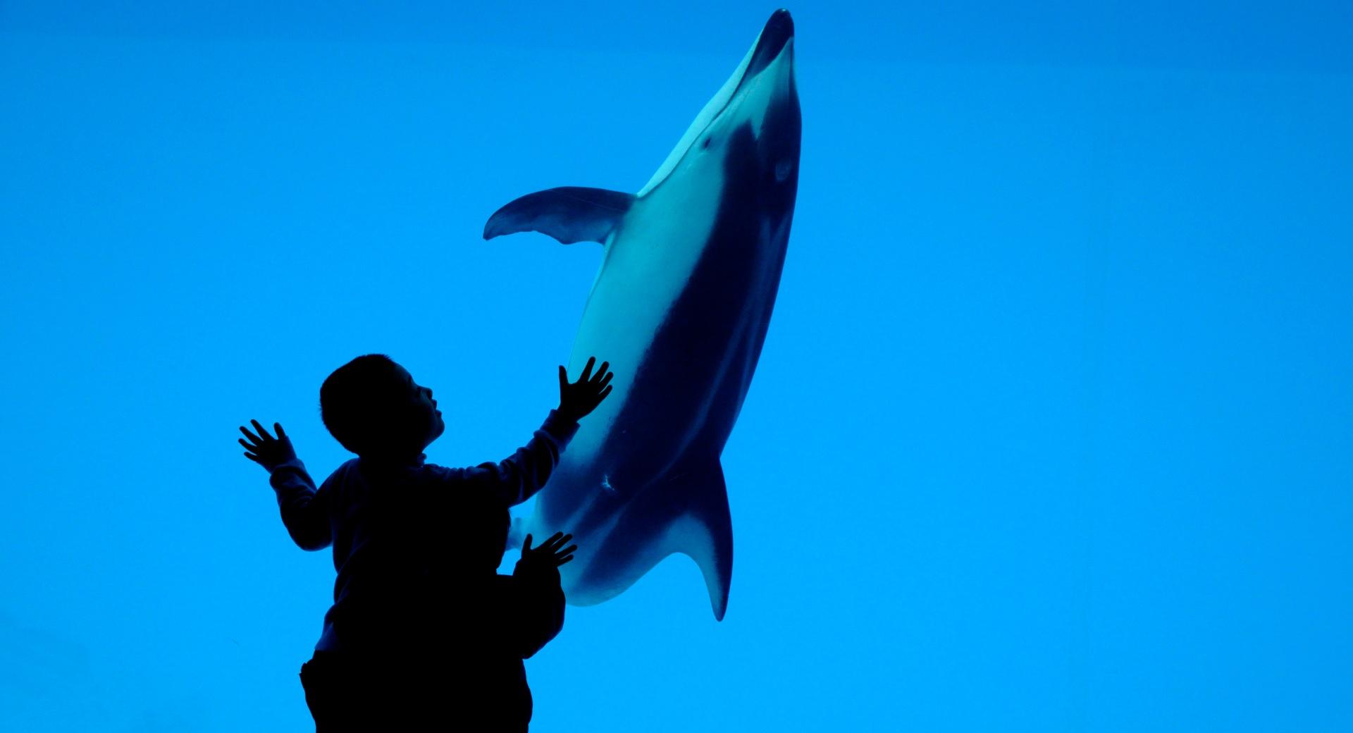 Children And A Dolphin at 1152 x 864 size wallpapers HD quality