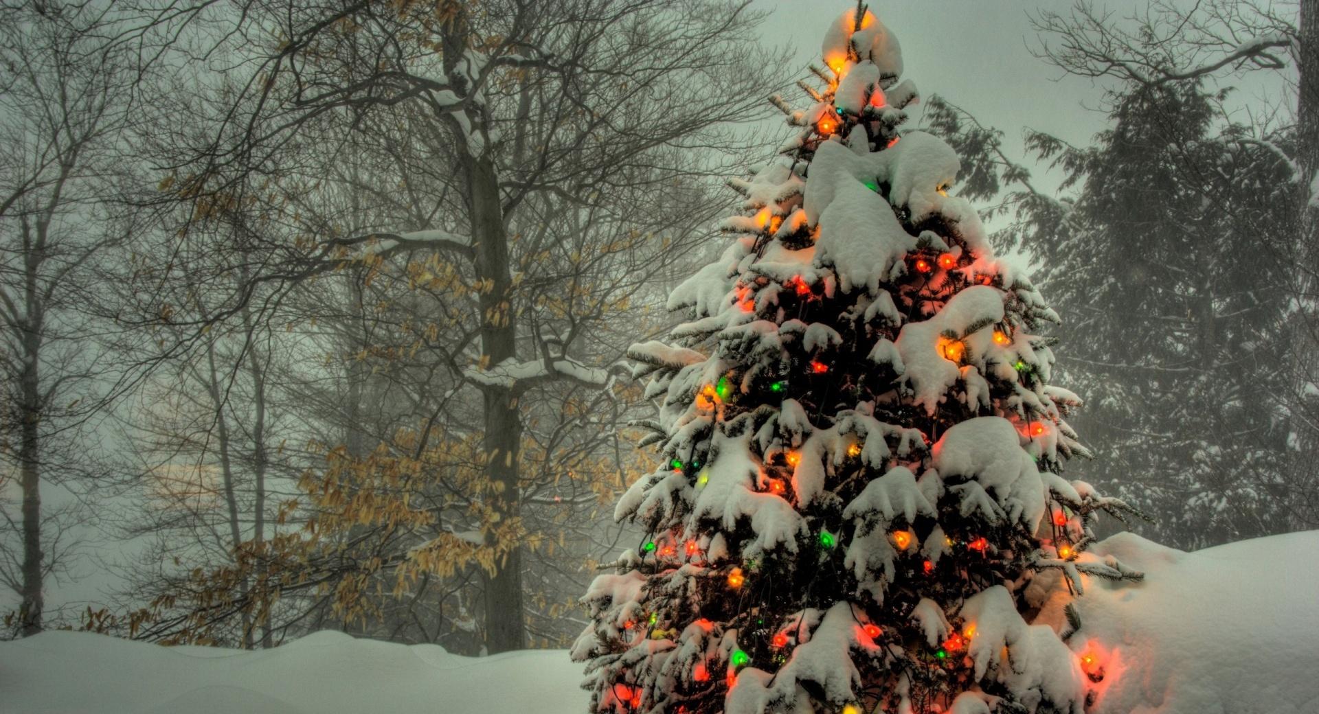 Christmas Tree Outside at 1024 x 1024 iPad size wallpapers HD quality