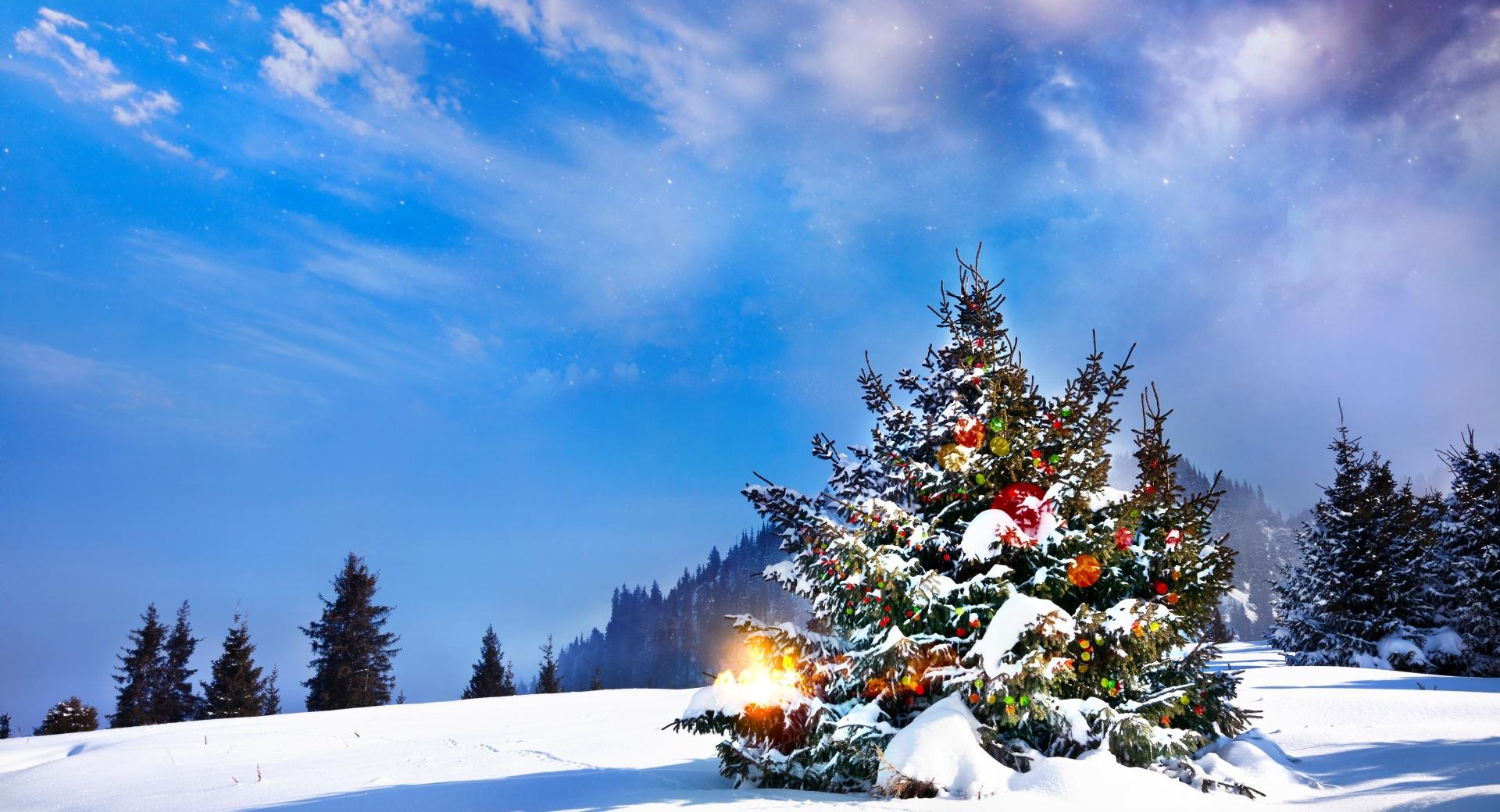 Christmas Trees Decorated Outside at 2048 x 2048 iPad size wallpapers HD quality