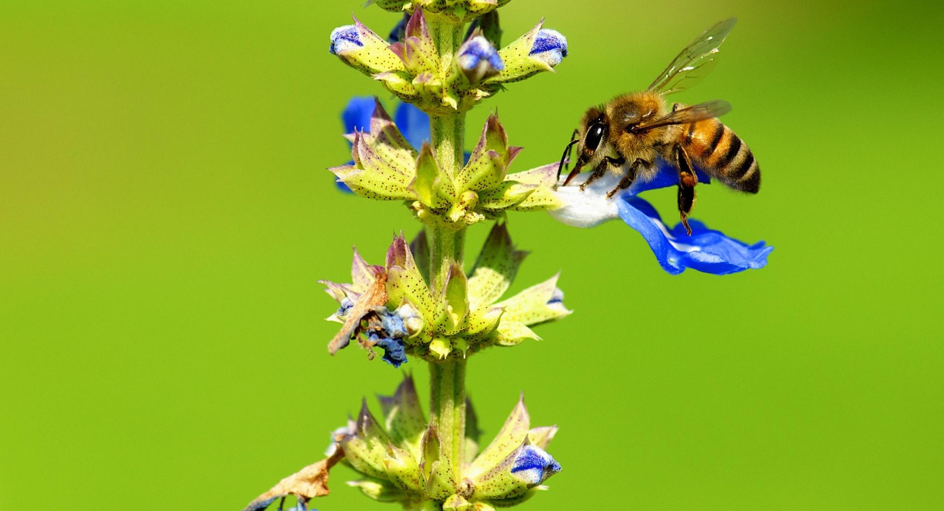 Collecting Nectar at 320 x 480 iPhone size wallpapers HD quality