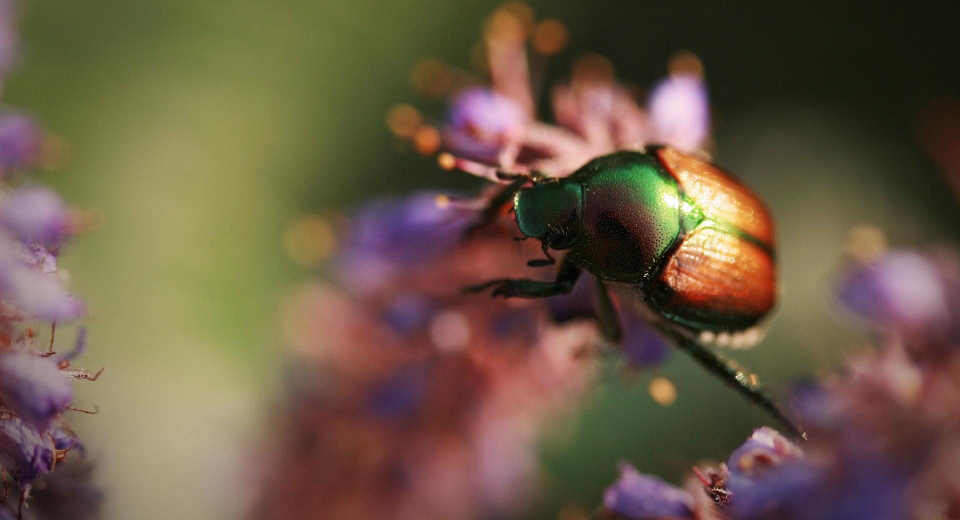 Colorful Beetle Insect wallpapers HD quality