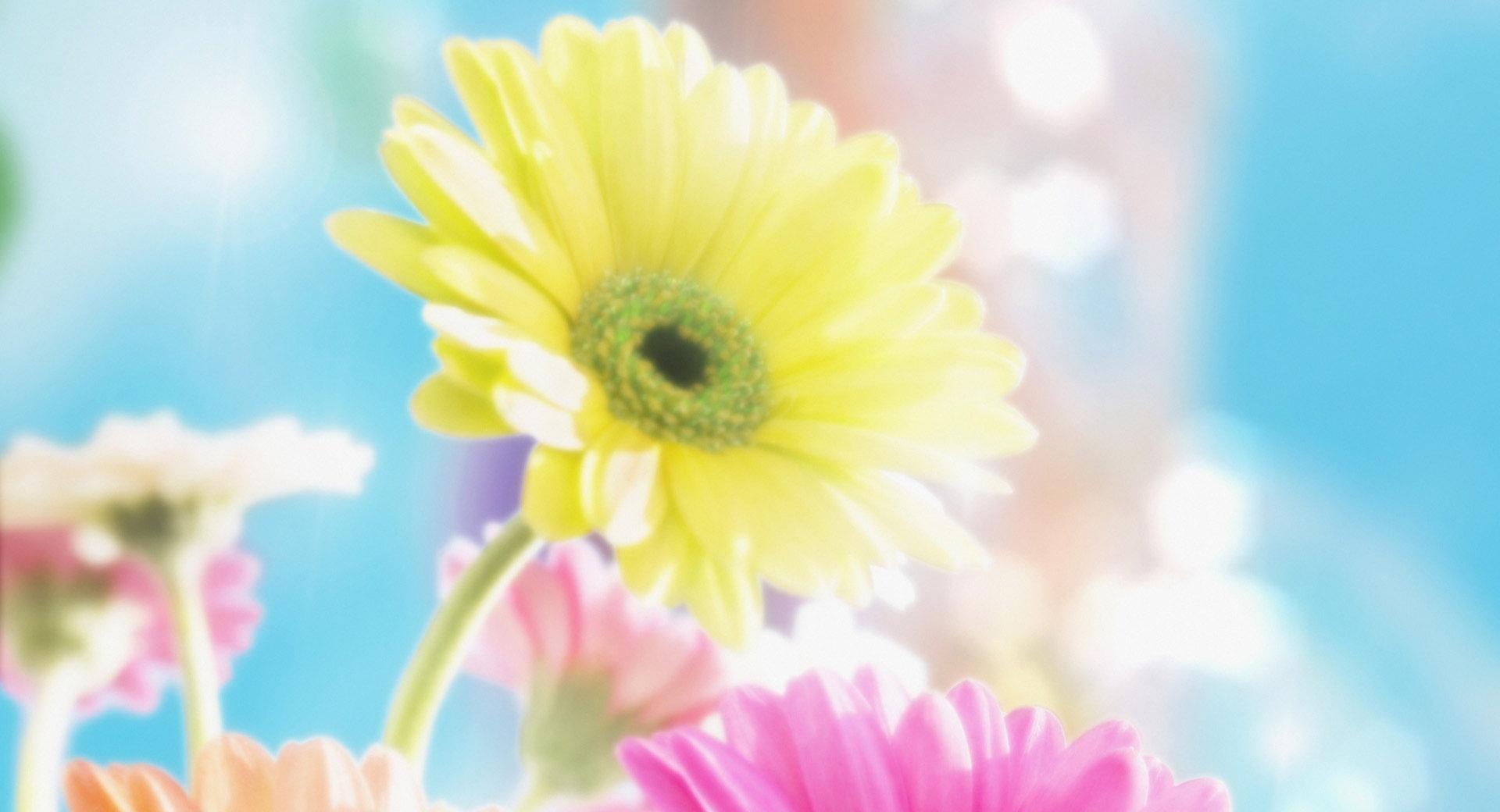 Colorful Flowers 2 at 320 x 480 iPhone size wallpapers HD quality