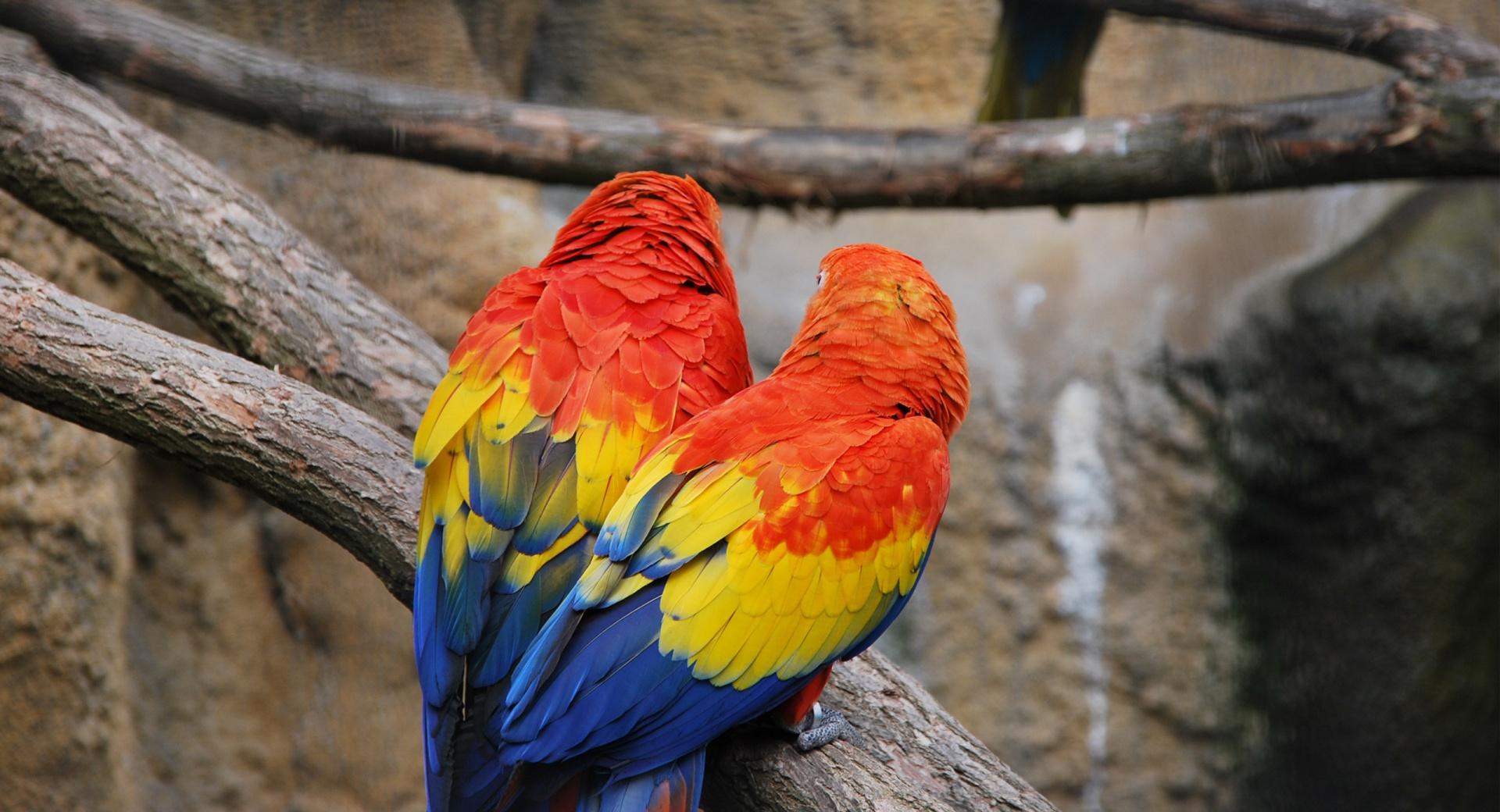 Colorful Parrots wallpapers HD quality