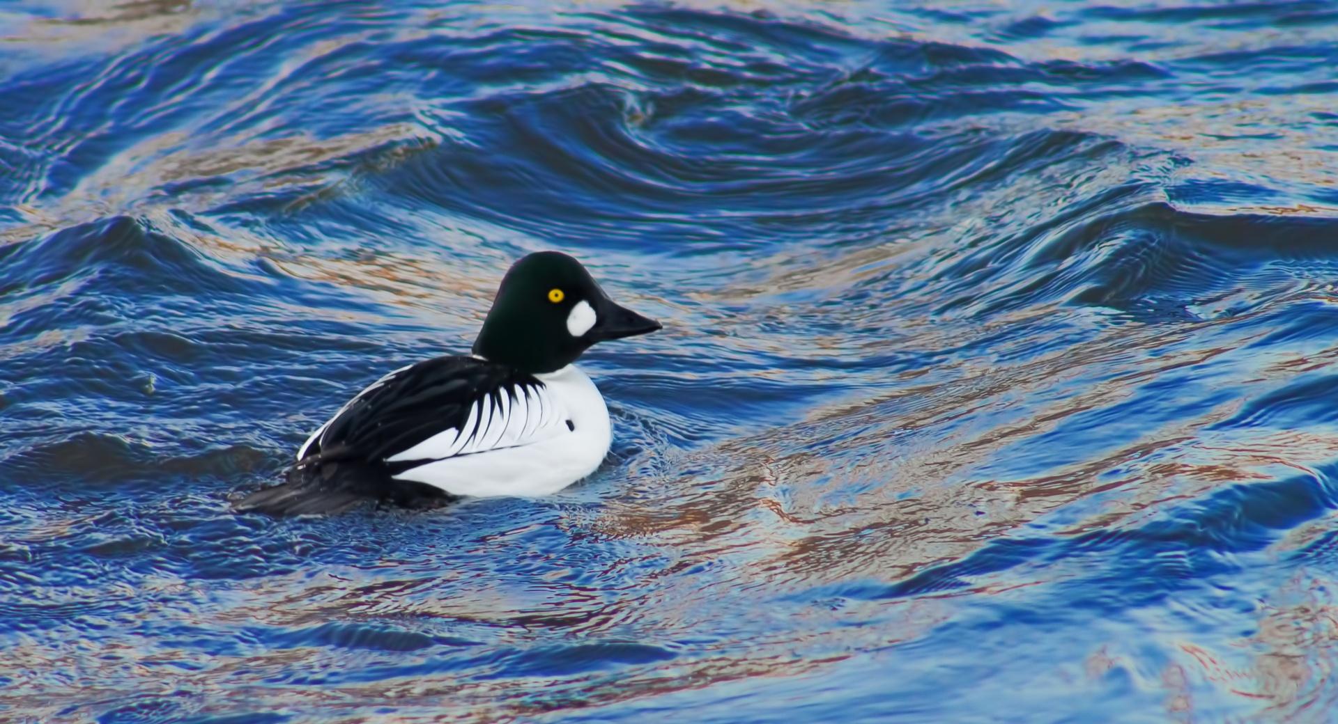 Common Goldeneye at 750 x 1334 iPhone 6 size wallpapers HD quality