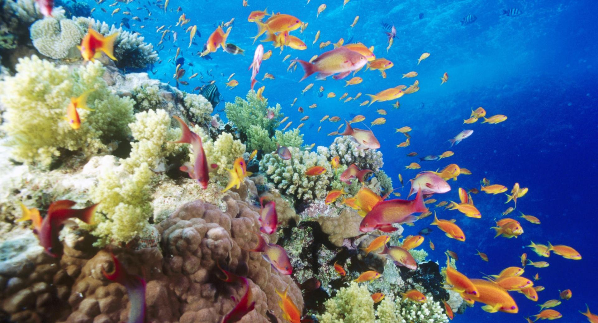 Coral Reef Southern Red Sea Near Safaga Egypt at 640 x 1136 iPhone 5 size wallpapers HD quality