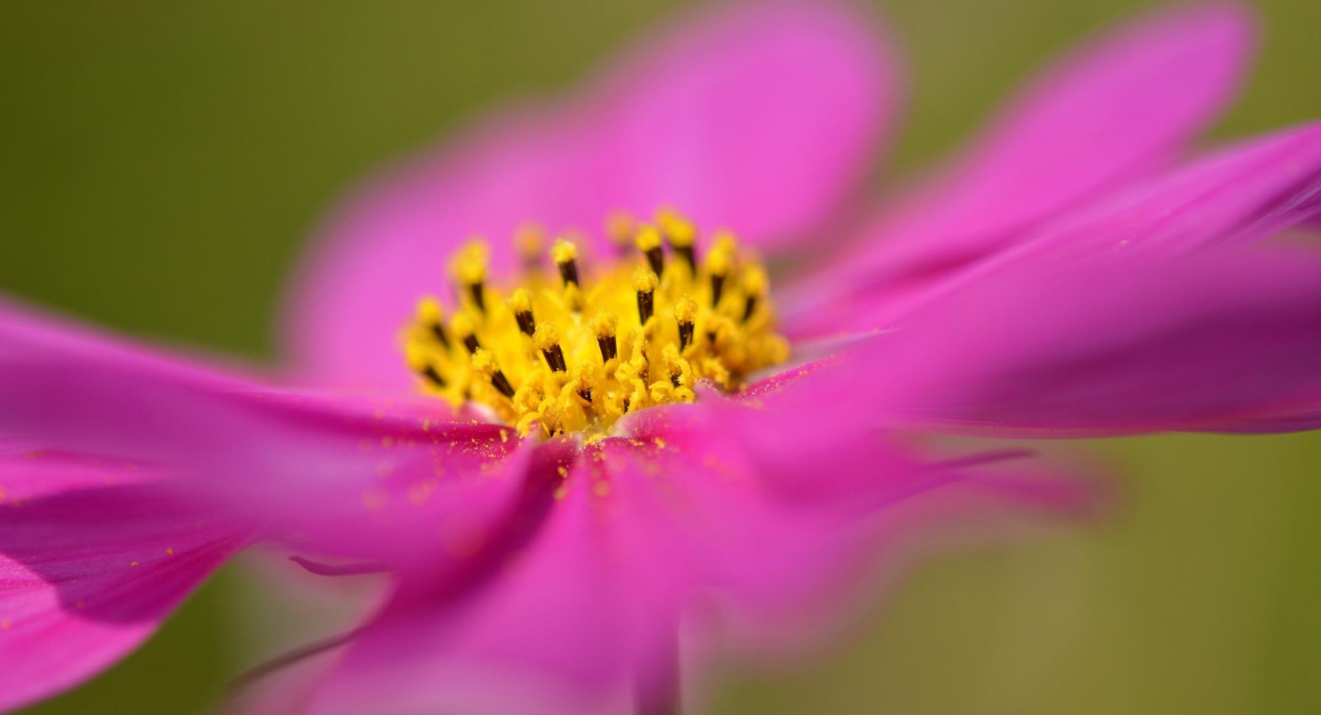 Cosmos Flower Macro at 2048 x 2048 iPad size wallpapers HD quality