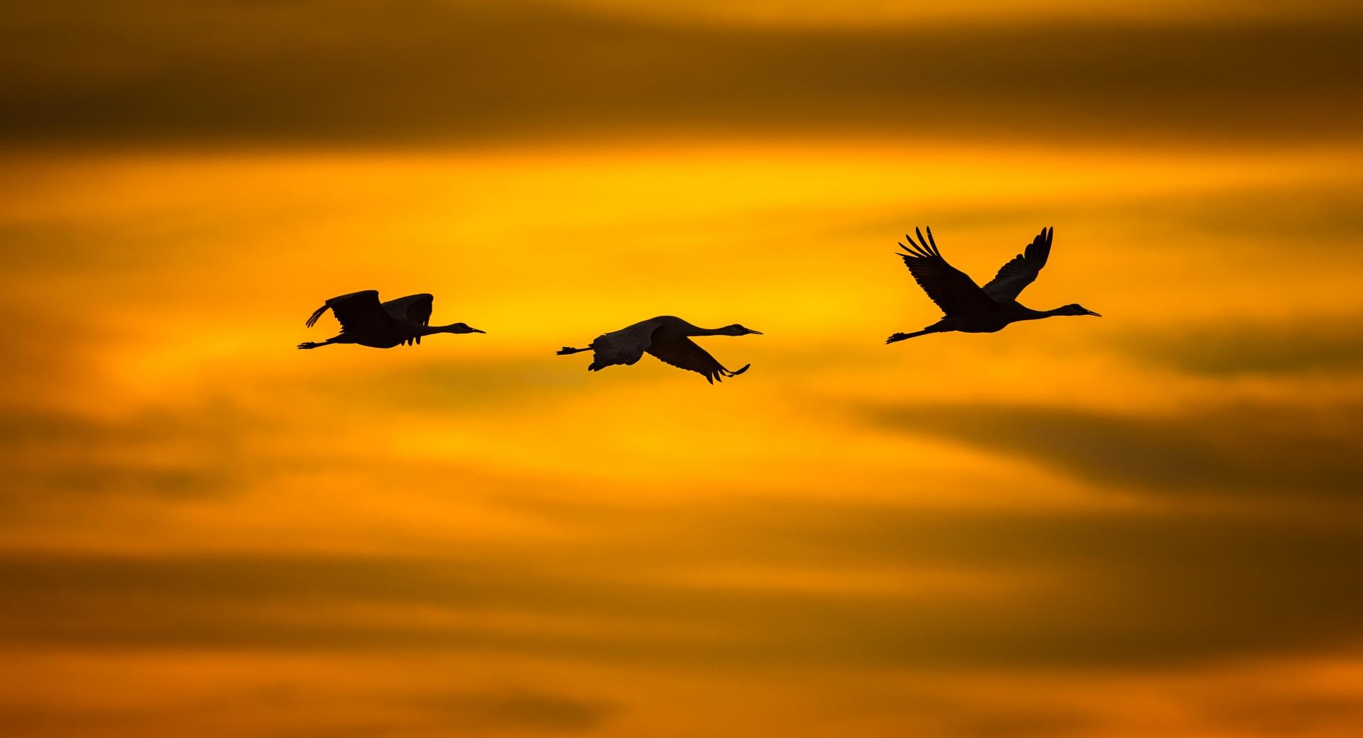 Cranes Birds in Flight wallpapers HD quality