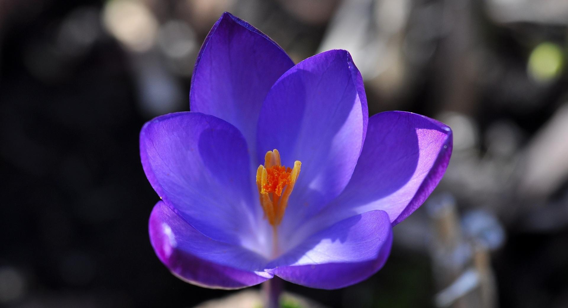 Crocus Blossom at 2048 x 2048 iPad size wallpapers HD quality