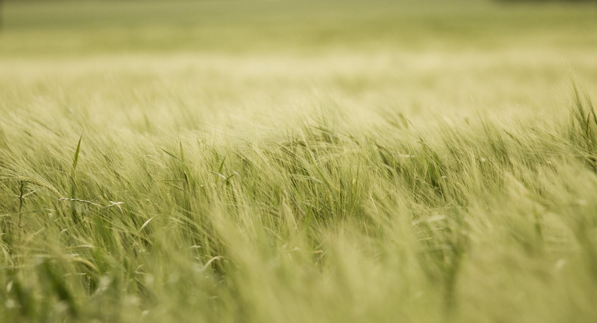 Crop Field wallpapers HD quality