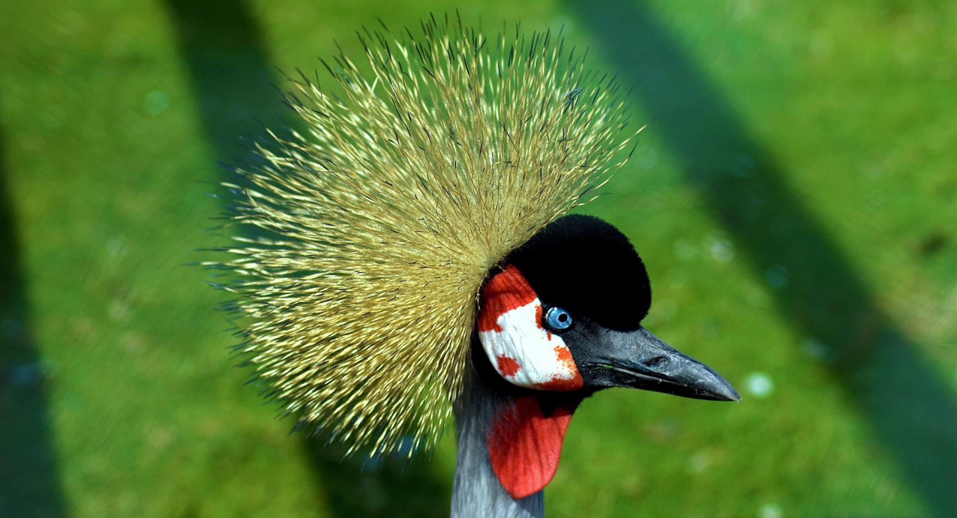 Crowned Crane at 2048 x 2048 iPad size wallpapers HD quality