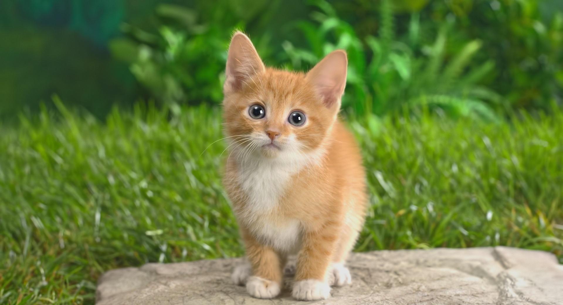 Curious Tabby Kitten at 1600 x 1200 size wallpapers HD quality
